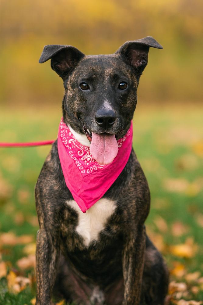 Enlarge Thelma, a Adoptable mixed breed in Dickson, TN image 3/3