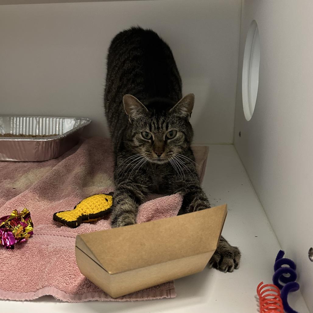 COSMO — thumbnail 2