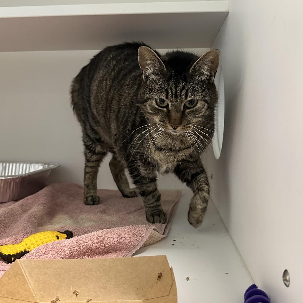 COSMO — thumbnail 3