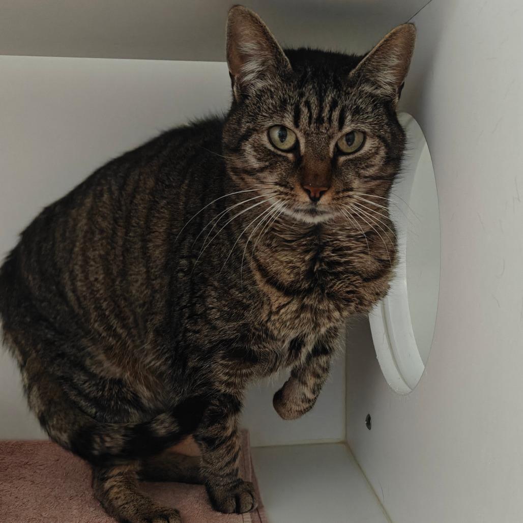 COSMO — thumbnail 5