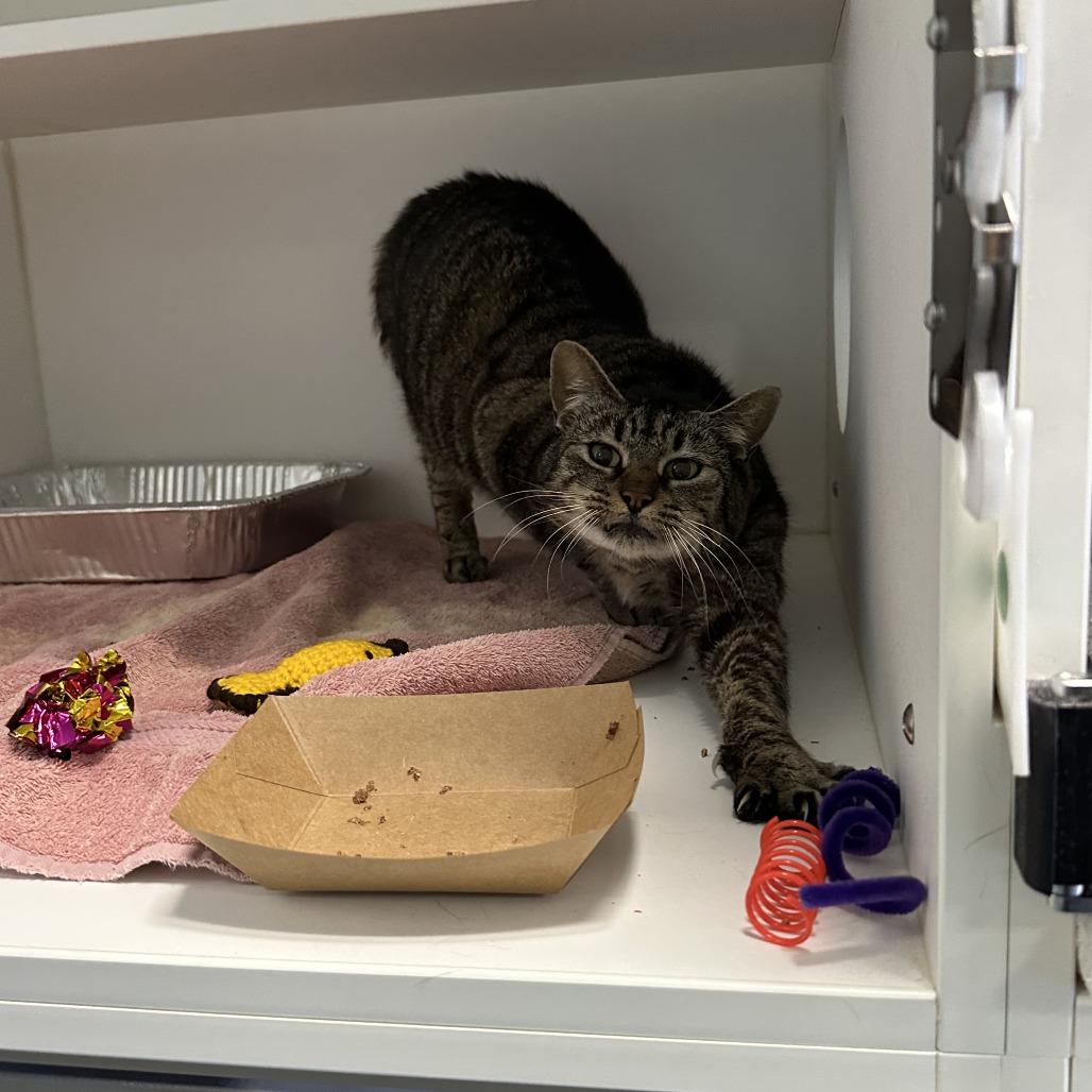 COSMO — thumbnail 6