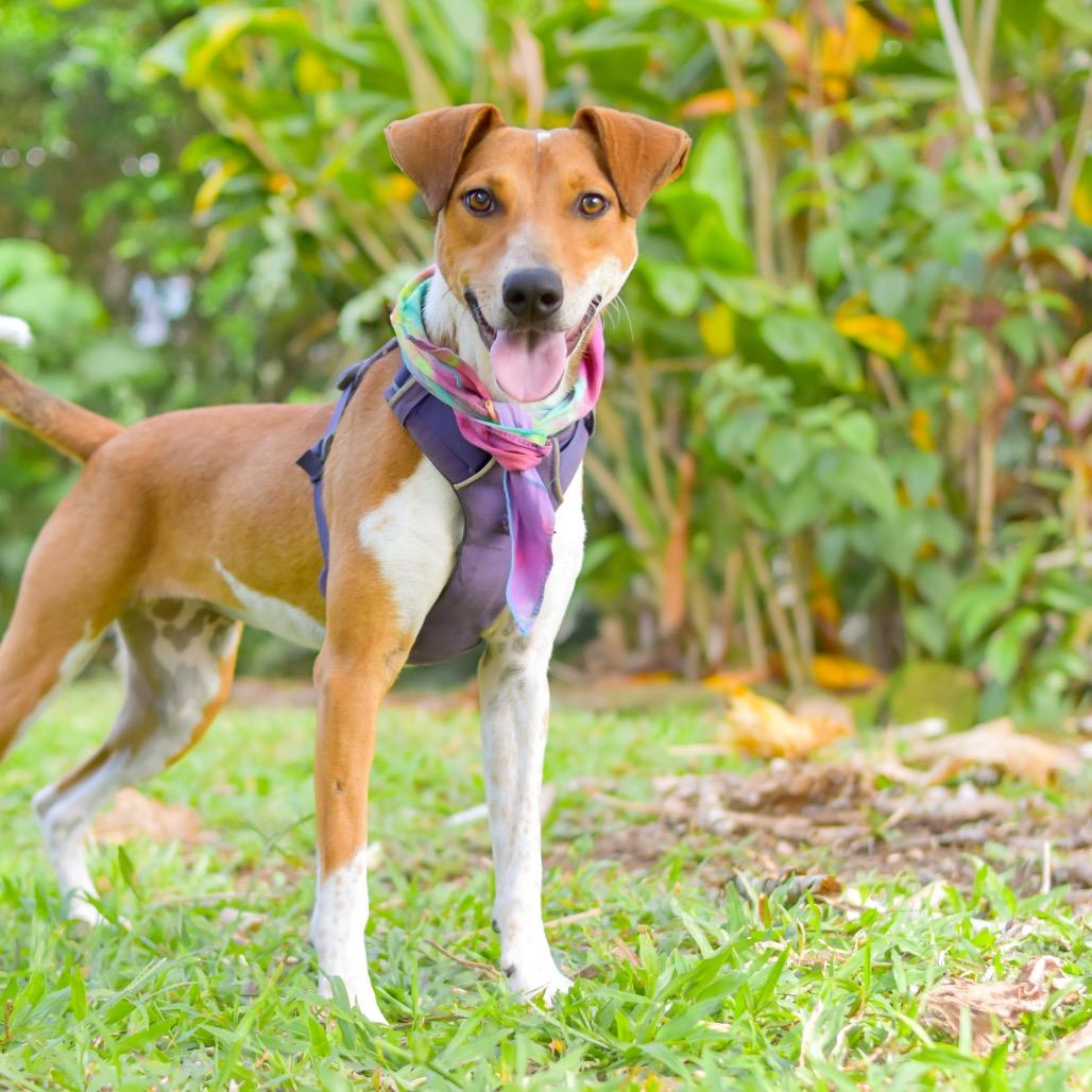 Enlarge Guppy, a Adoptable Mixed Breed in Kailua Kona, HI image 1/6