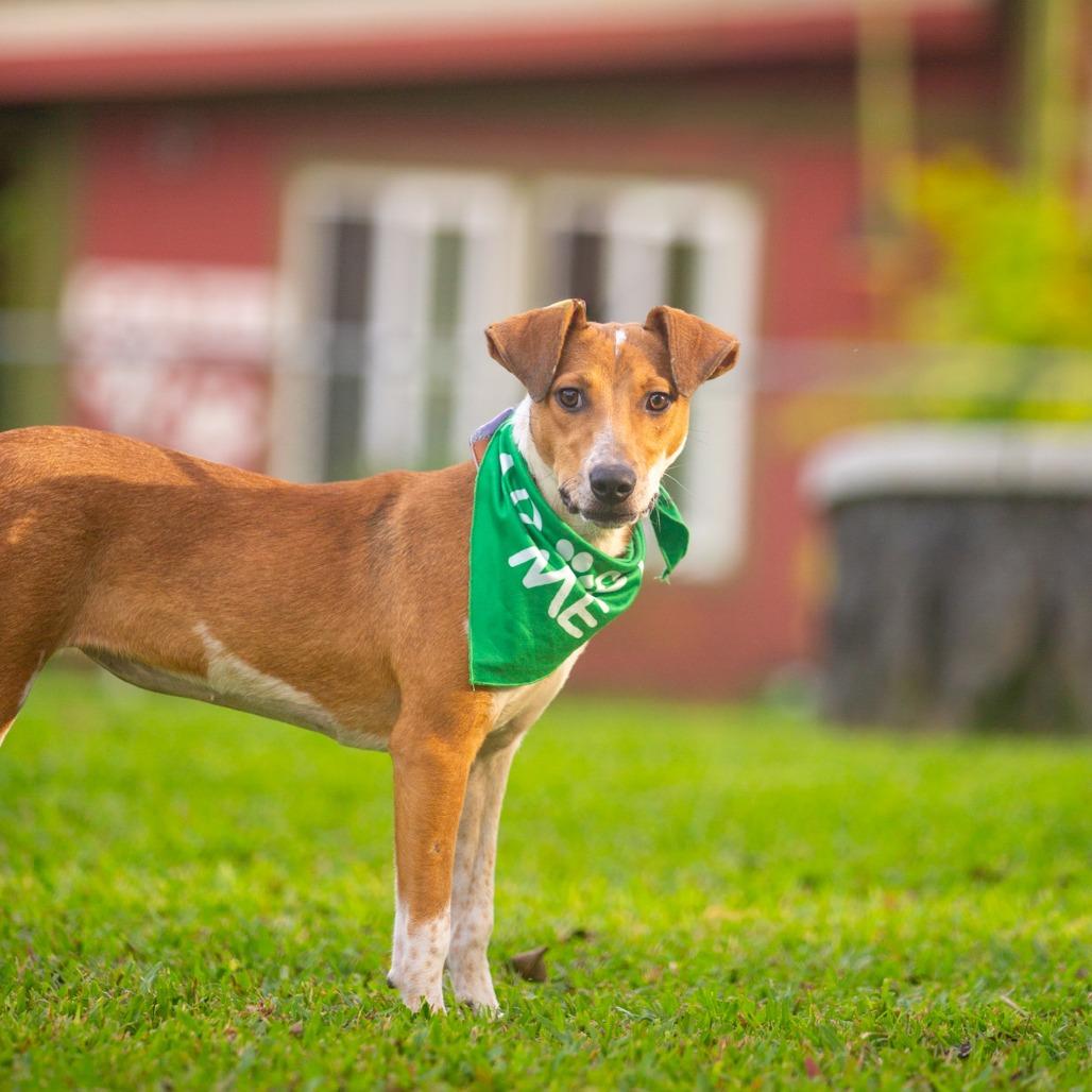 Enlarge Guppy, a Adoptable Mixed Breed in Kailua Kona, HI image 1/5
