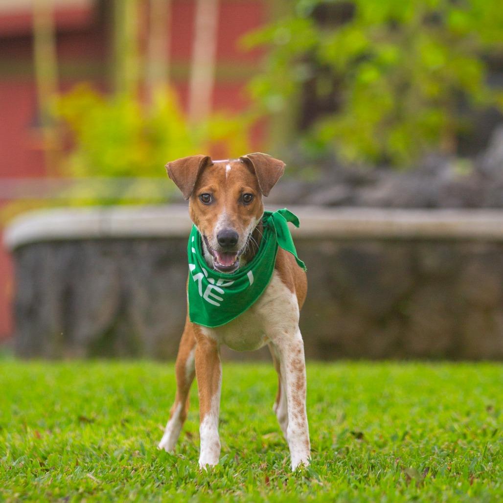 Enlarge Guppy, a Adoptable Mixed Breed in Kailua Kona, HI image 2/5