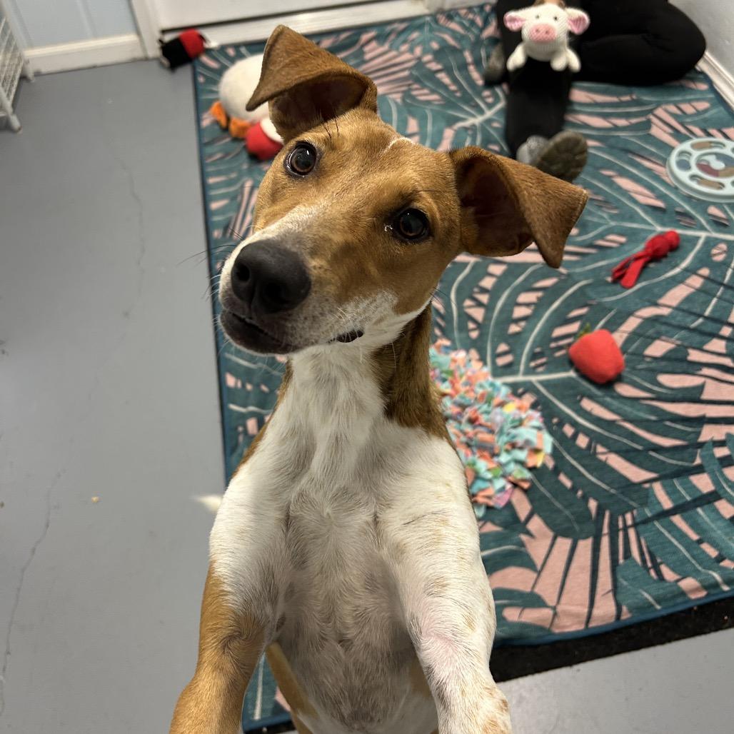 Enlarge Guppy, a Adoptable Mixed Breed in Kailua Kona, HI image 3/5
