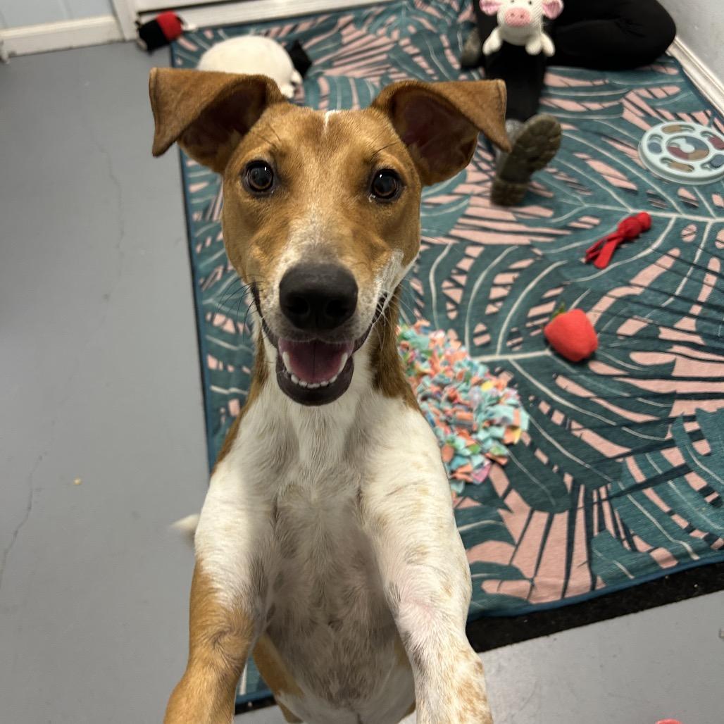 Enlarge Guppy, a Adoptable Mixed Breed in Kailua Kona, HI image 4/5