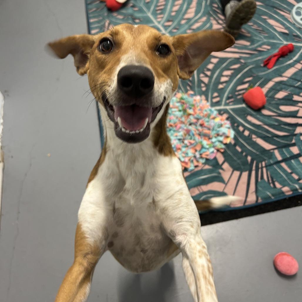 Enlarge Guppy, a Adoptable Mixed Breed in Kailua Kona, HI image 5/5