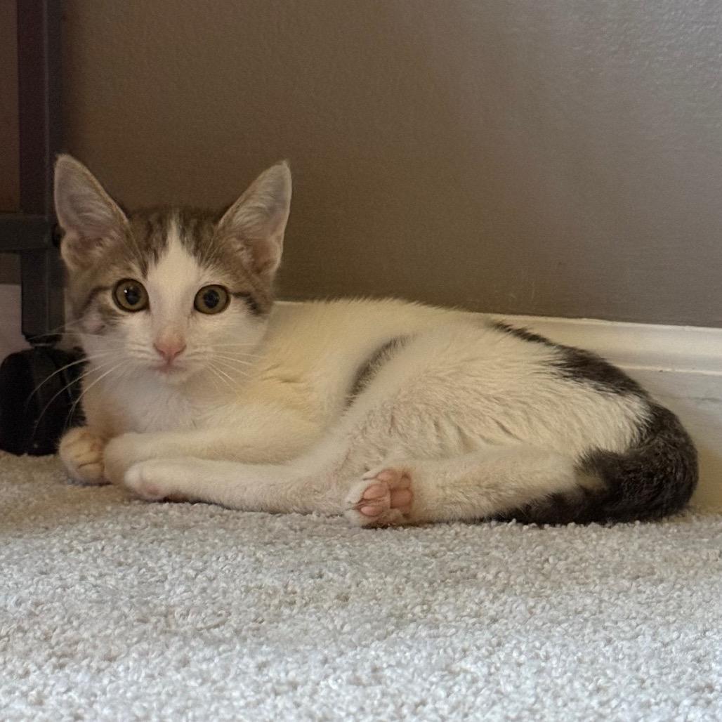 Enlarge Bonk, a Adoptable Domestic Short Hair in Kansas City, MO image 1/2