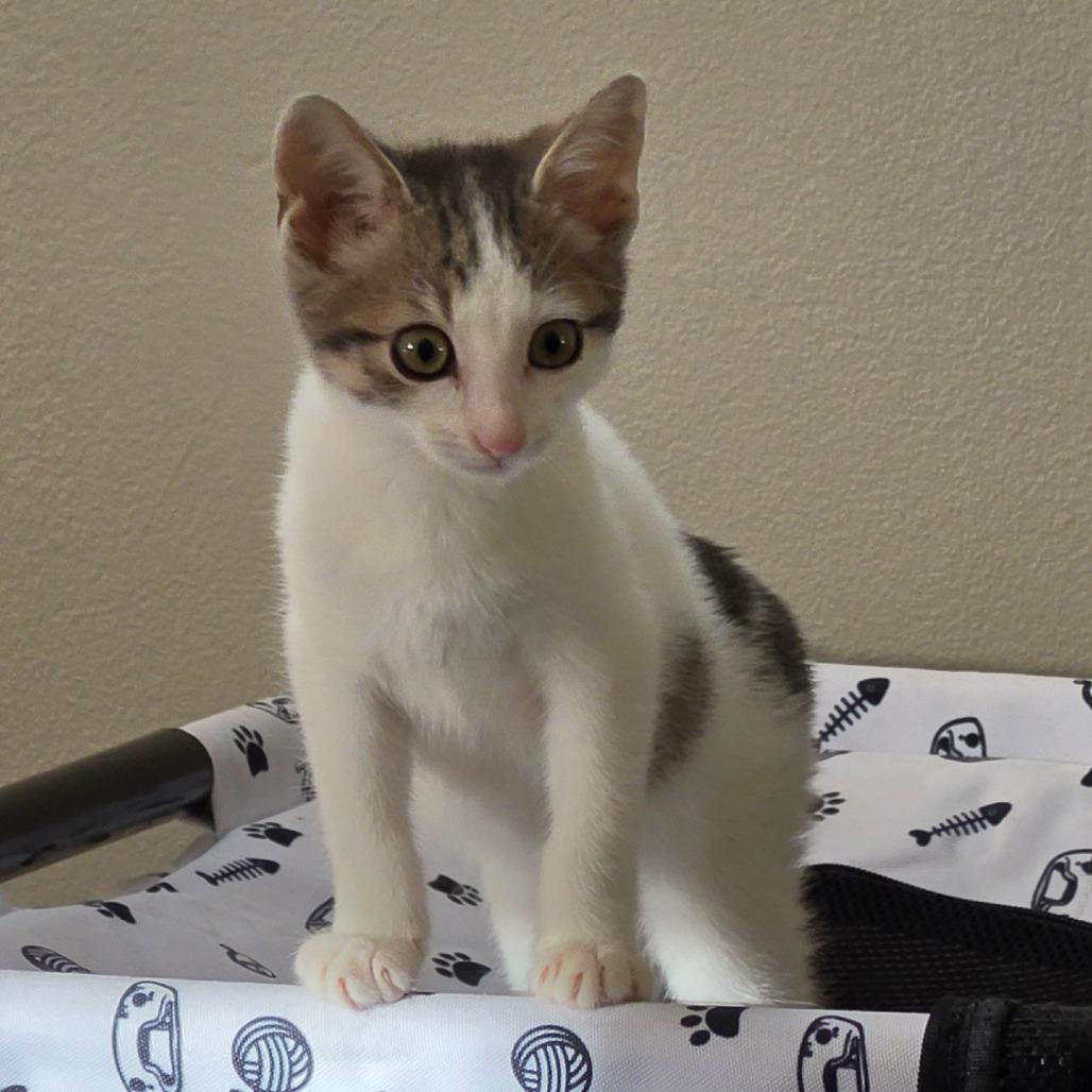 Enlarge Bonk, a Adoptable Domestic Short Hair in Kansas City, MO image 2/2