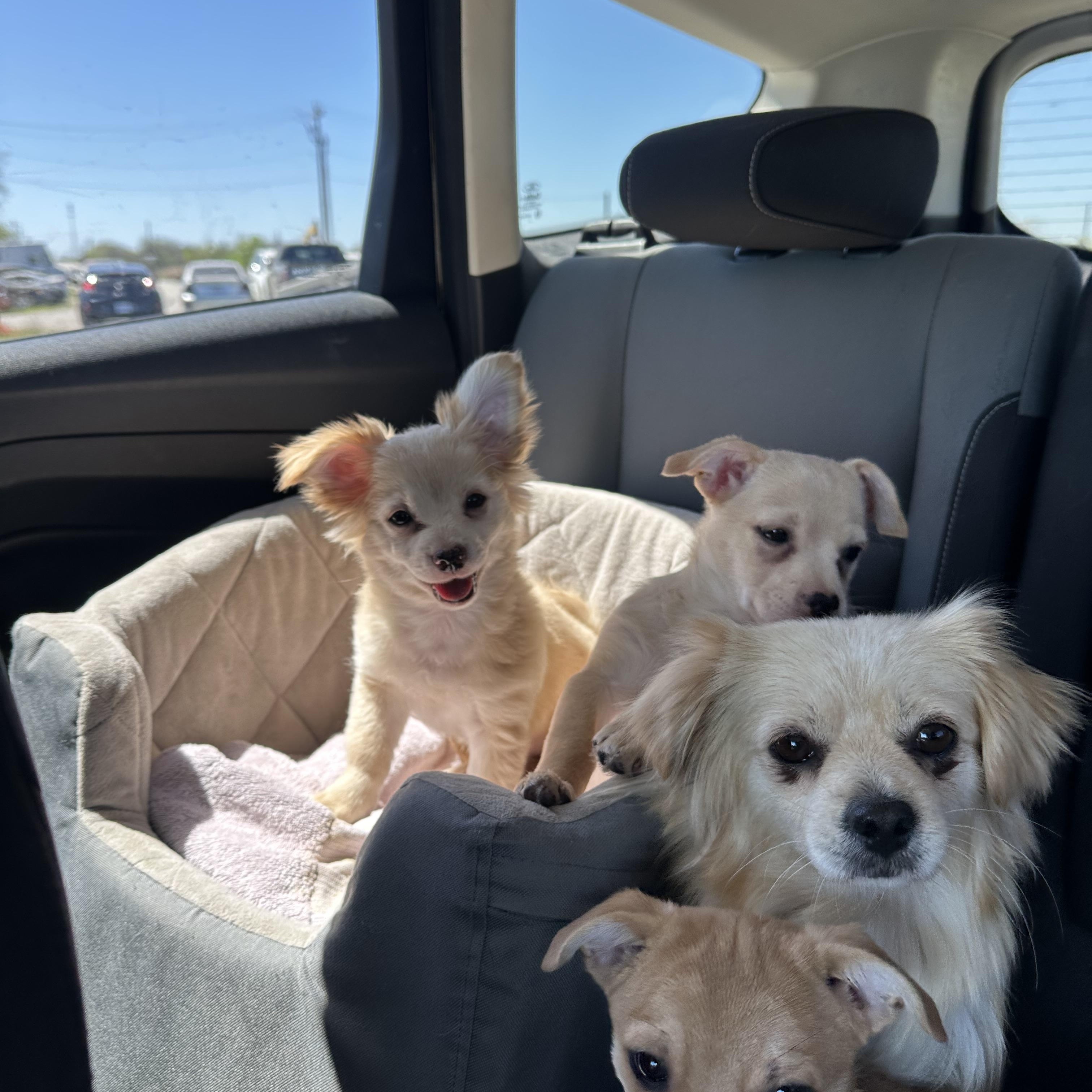 Mila, an adoptable Pekingese, Chihuahua in Austin, TX, 78745 | Photo Image 5