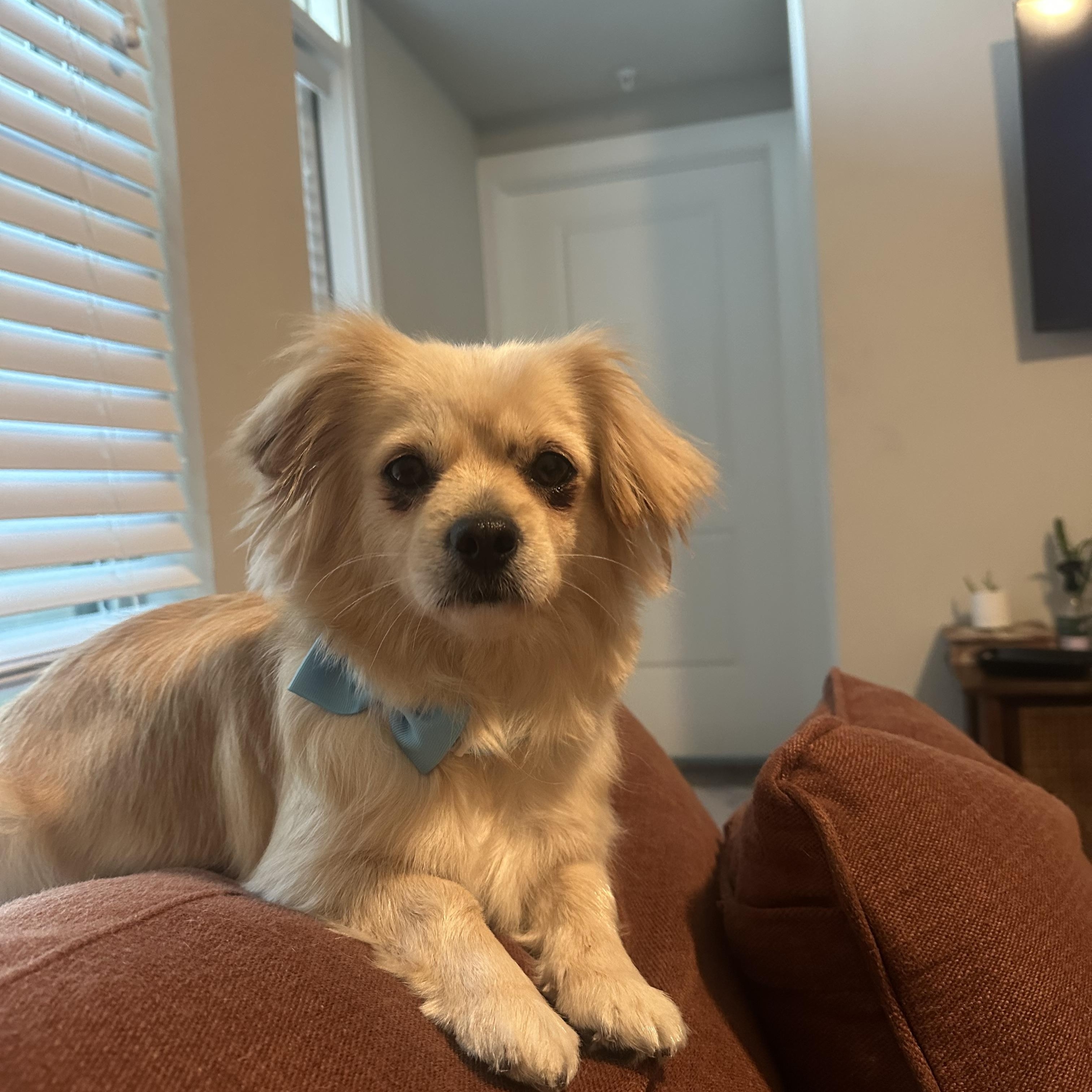 Mila, an adoptable Pekingese, Chihuahua in Austin, TX, 78745 | Photo Image 4