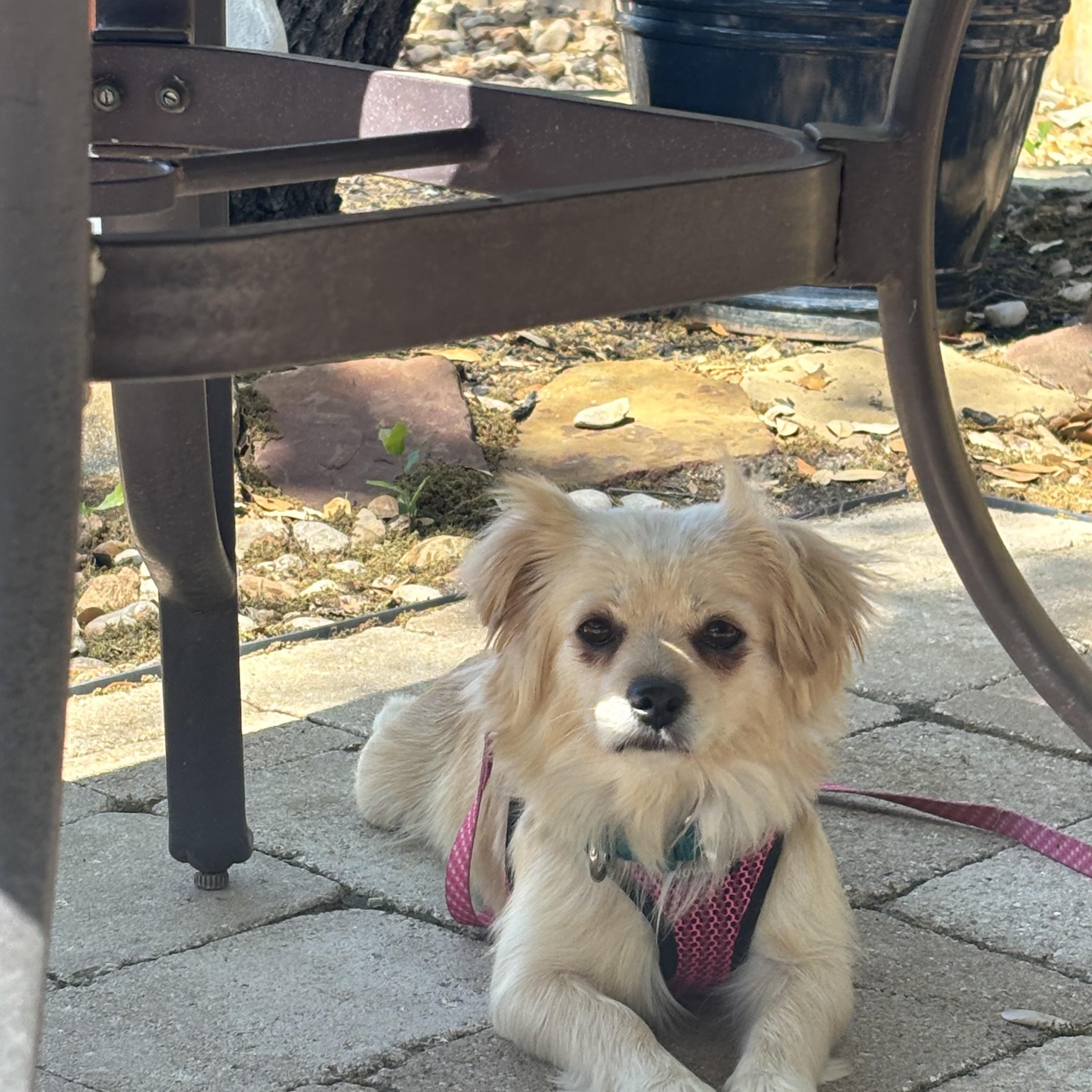 Mila, an adoptable Pekingese, Chihuahua in Austin, TX, 78745 | Photo Image 3