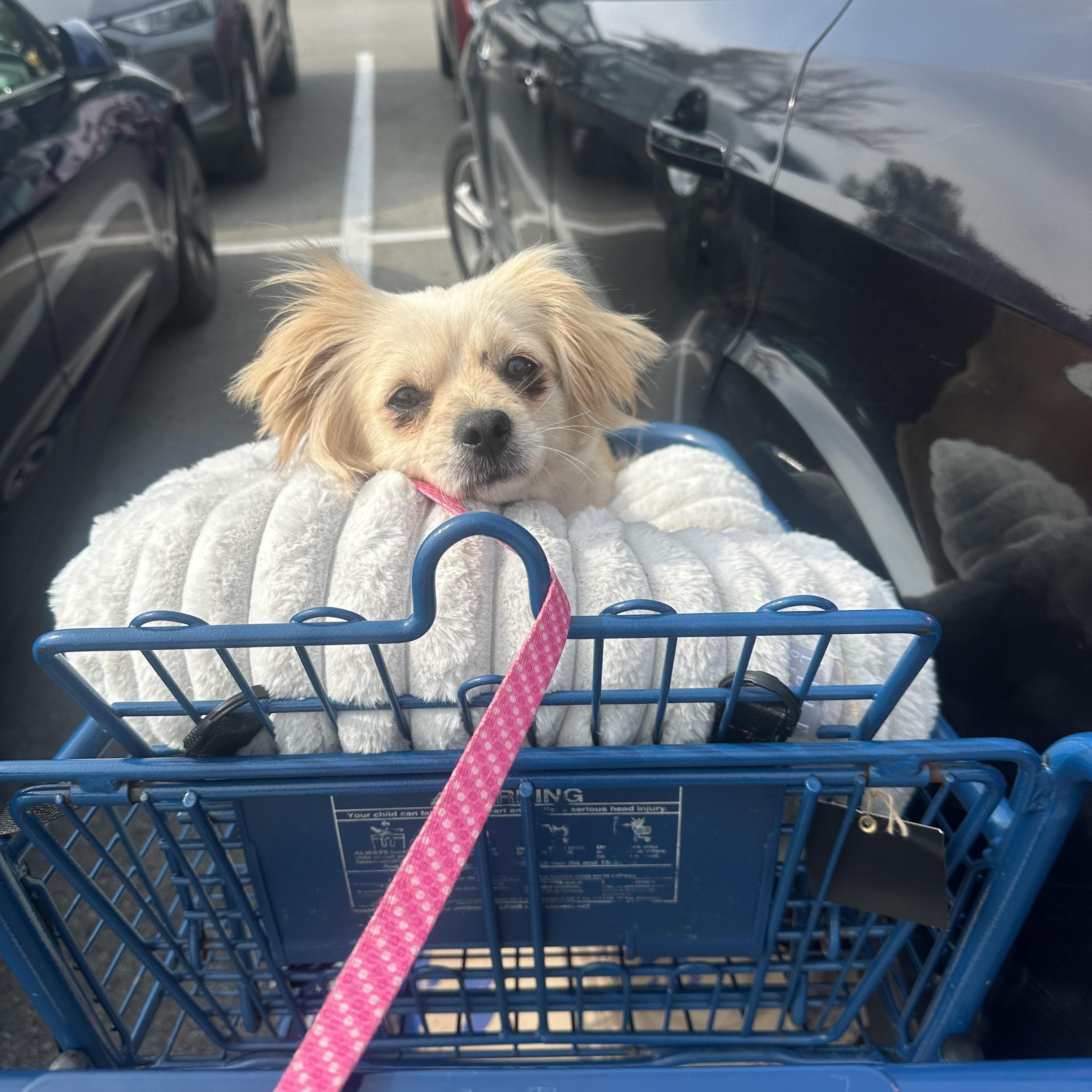 Mila, an adoptable Pekingese, Chihuahua in Austin, TX, 78745 | Photo Image 2