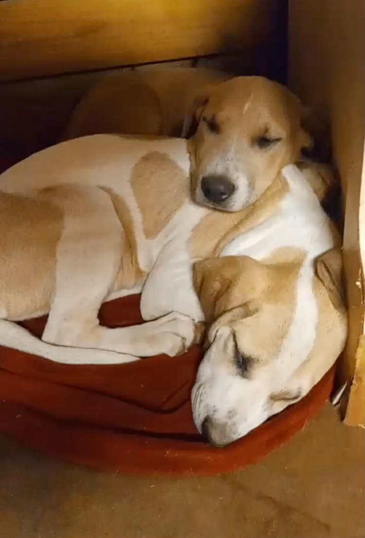 Hallie, a Adoptable mixed breed in Madison, NC image 3/3