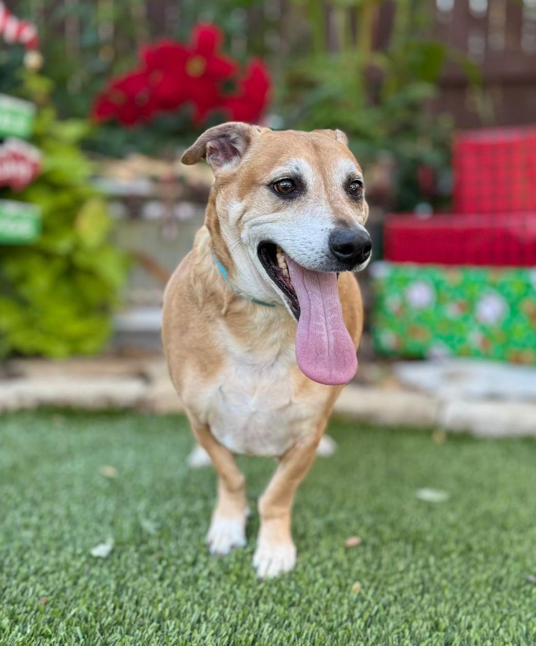 BJ, ADOPTABLE, Adult Male Beagle.