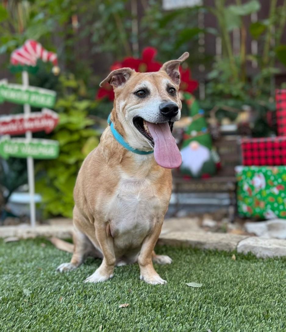 Enlarge BJ, a ADOPTABLE mixed breed in Southport, CT image 2/5