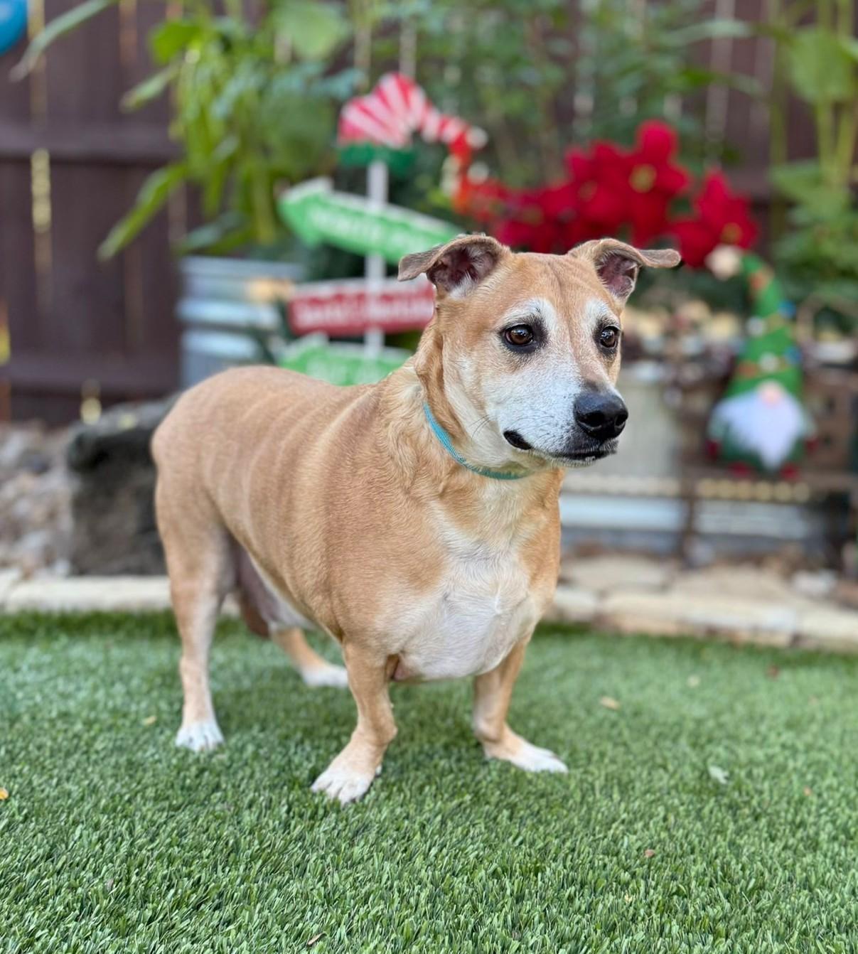 Enlarge BJ, a ADOPTABLE mixed breed in Southport, CT image 3/5