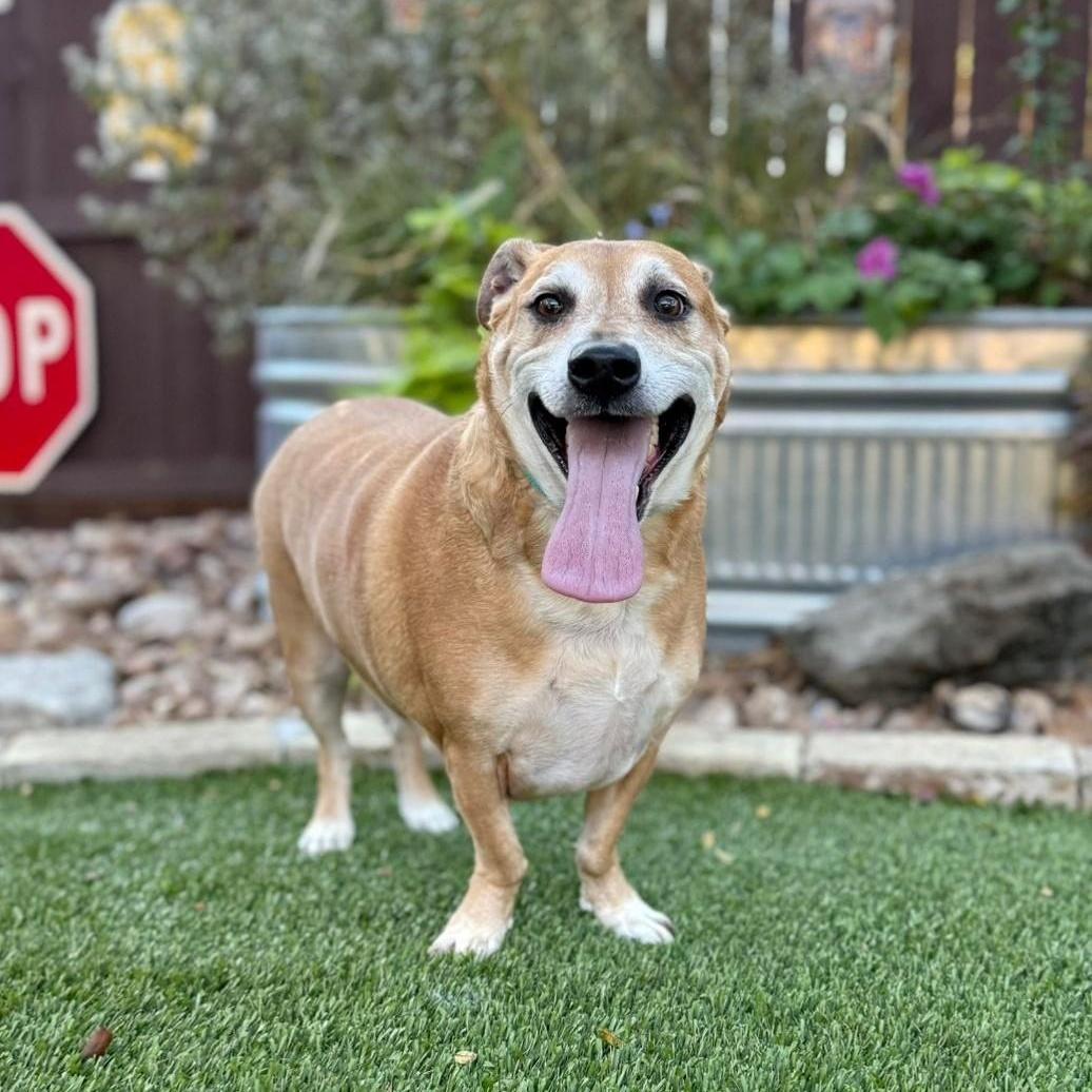 Enlarge BJ, a ADOPTABLE mixed breed in Southport, CT image 4/5