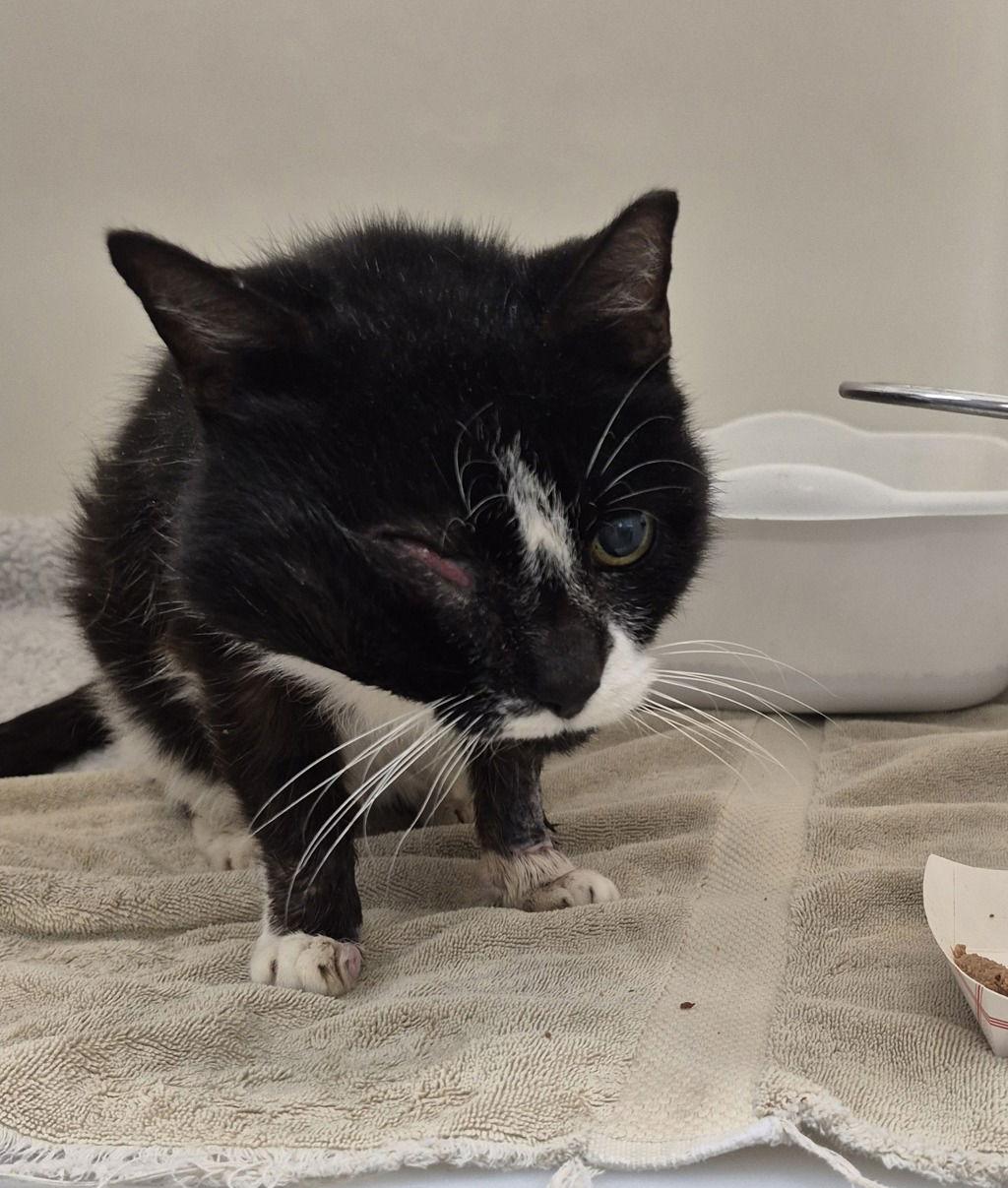 51614, Adoptable, Senior Female Domestic Short Hair.