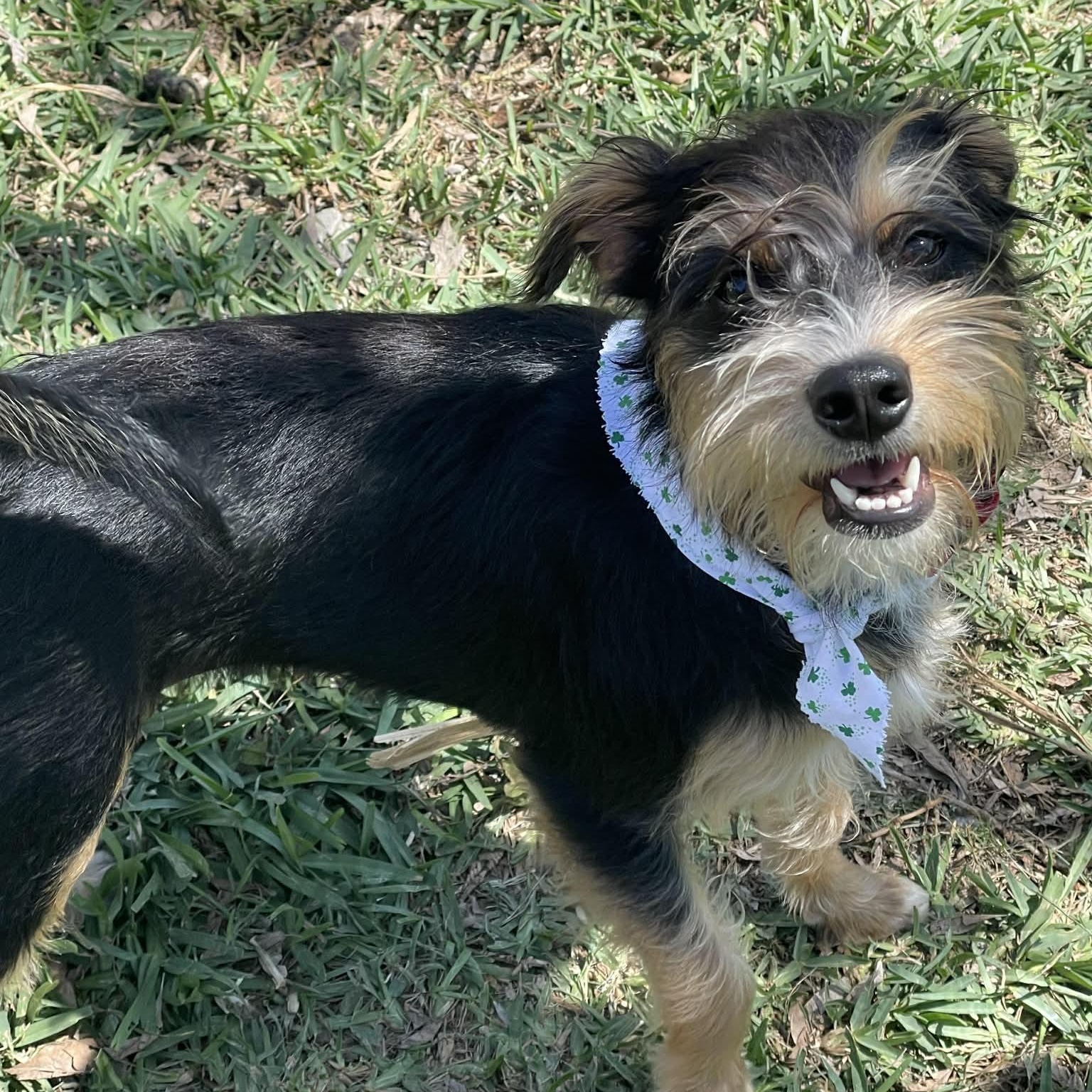 Enlarge Kimmy , an adopted mixed breed in Springfield, OR image 2/6
