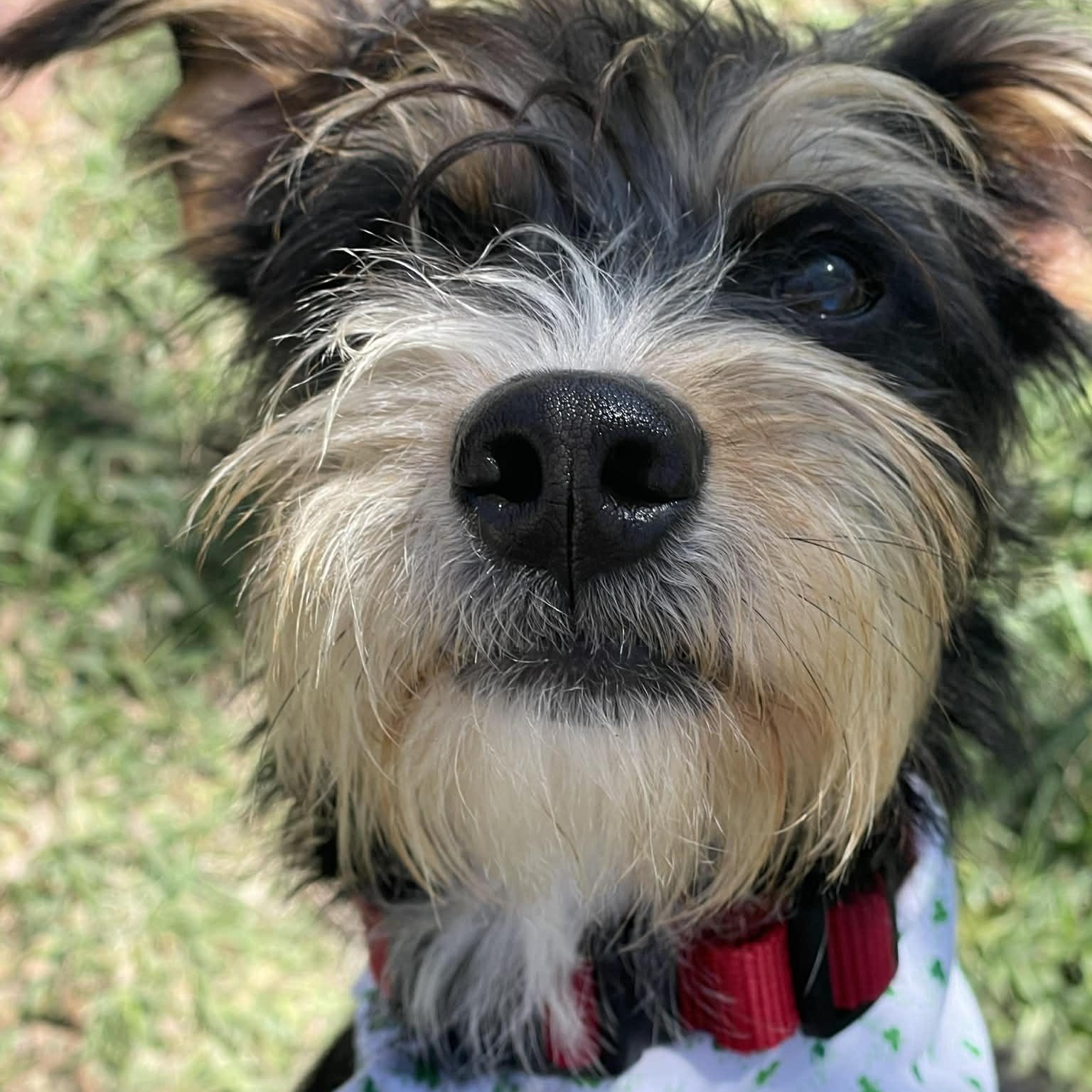 Enlarge Kimmy , an adopted mixed breed in Springfield, OR image 4/6