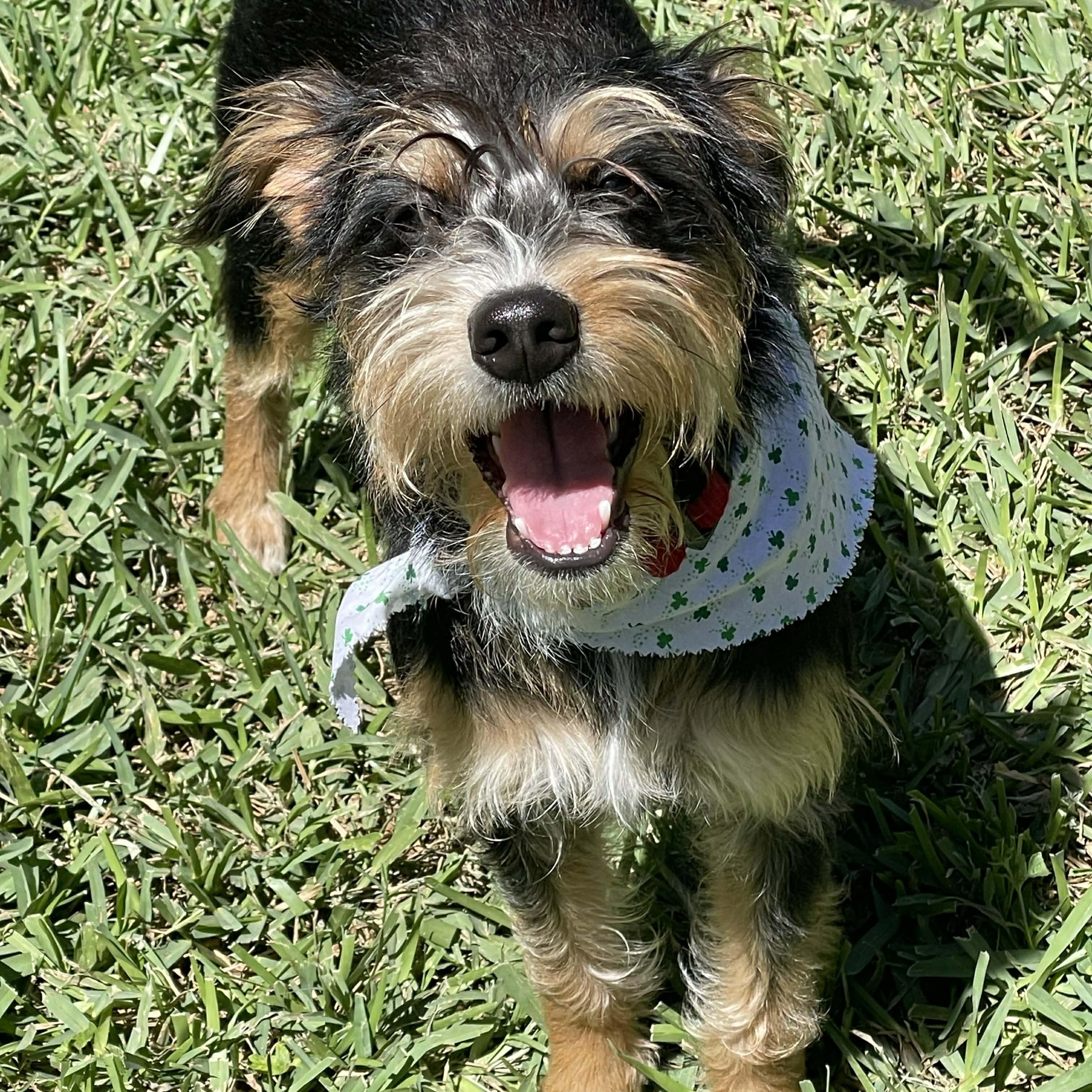 Enlarge Kimmy , an adopted mixed breed in Springfield, OR image 3/6