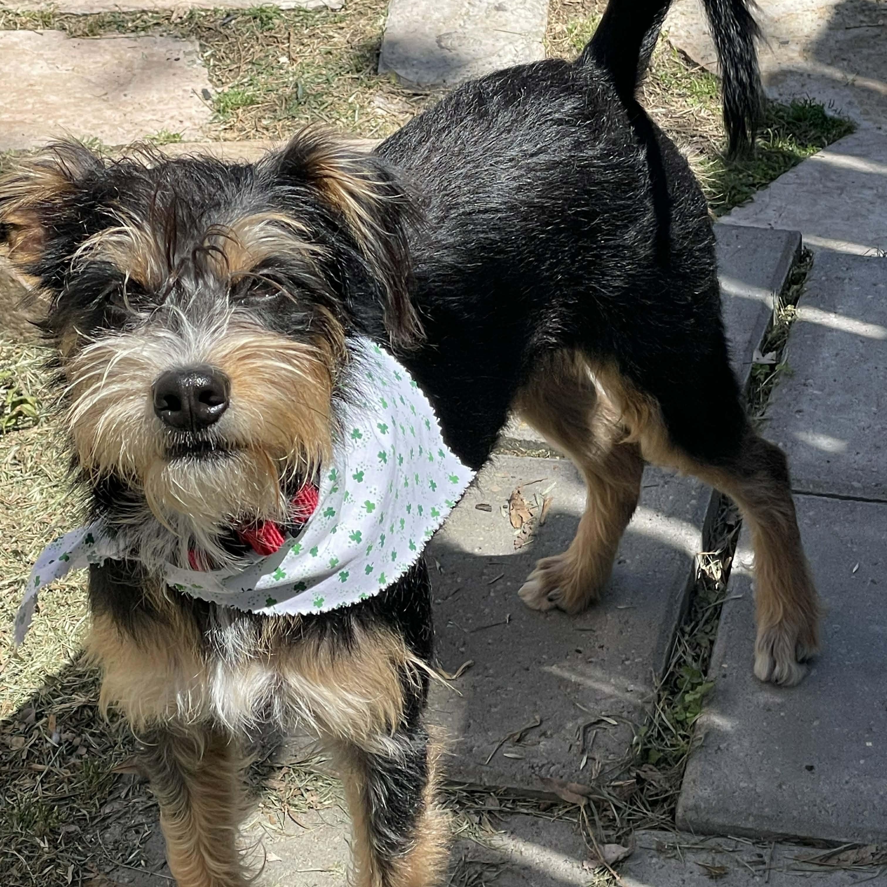 Enlarge Kimmy , an adopted mixed breed in Springfield, OR image 6/6