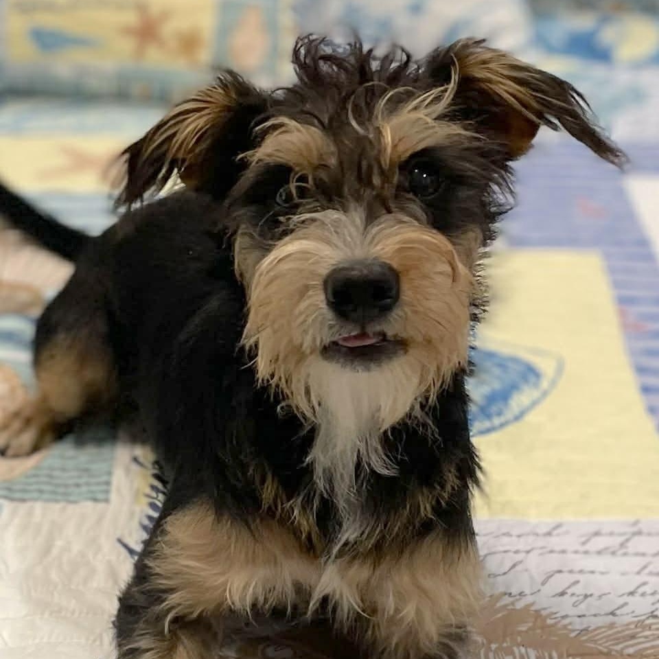 Enlarge Kimmy , an adopted mixed breed in Springfield, OR image 1/6