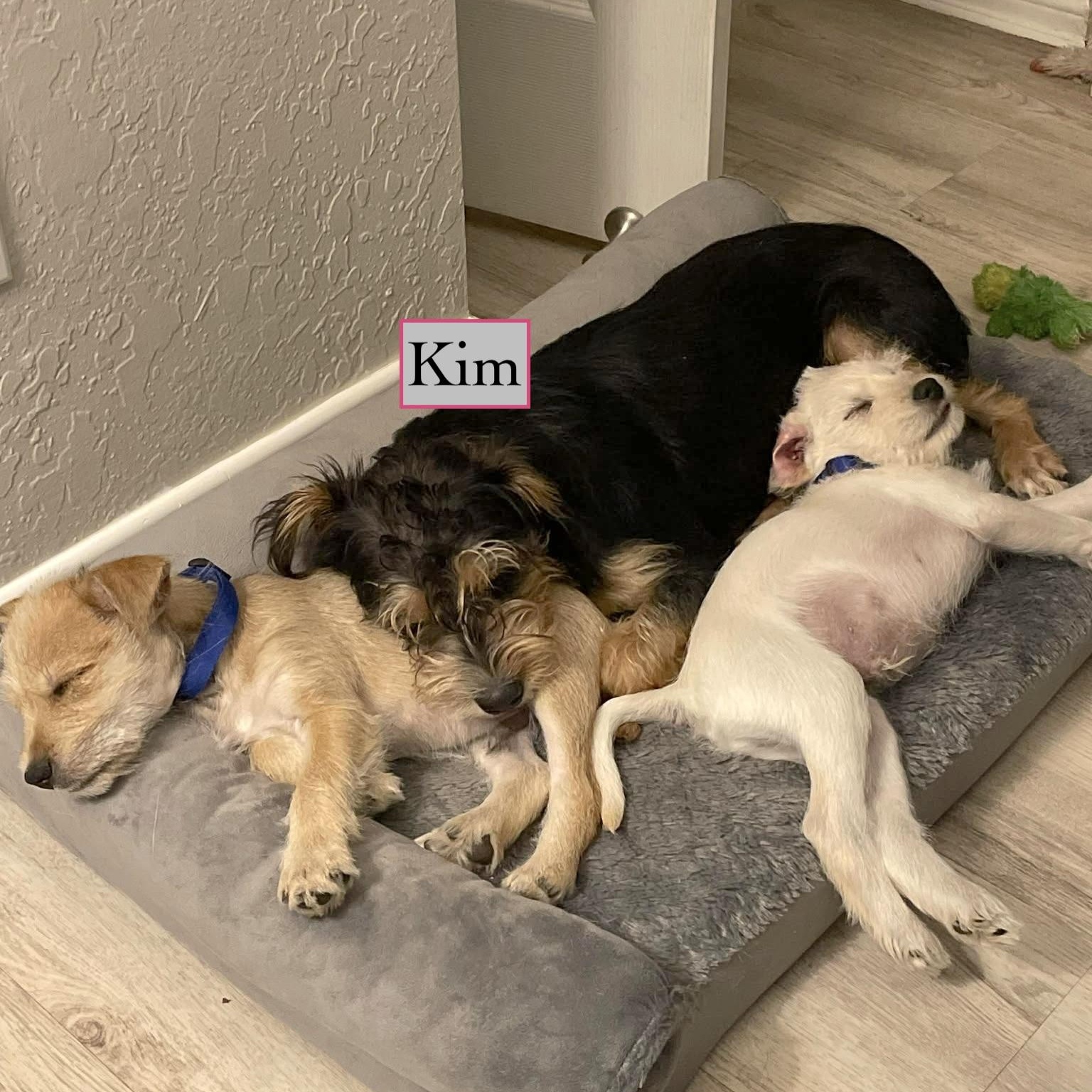Enlarge Kimmy , an adopted mixed breed in Springfield, OR image 5/6
