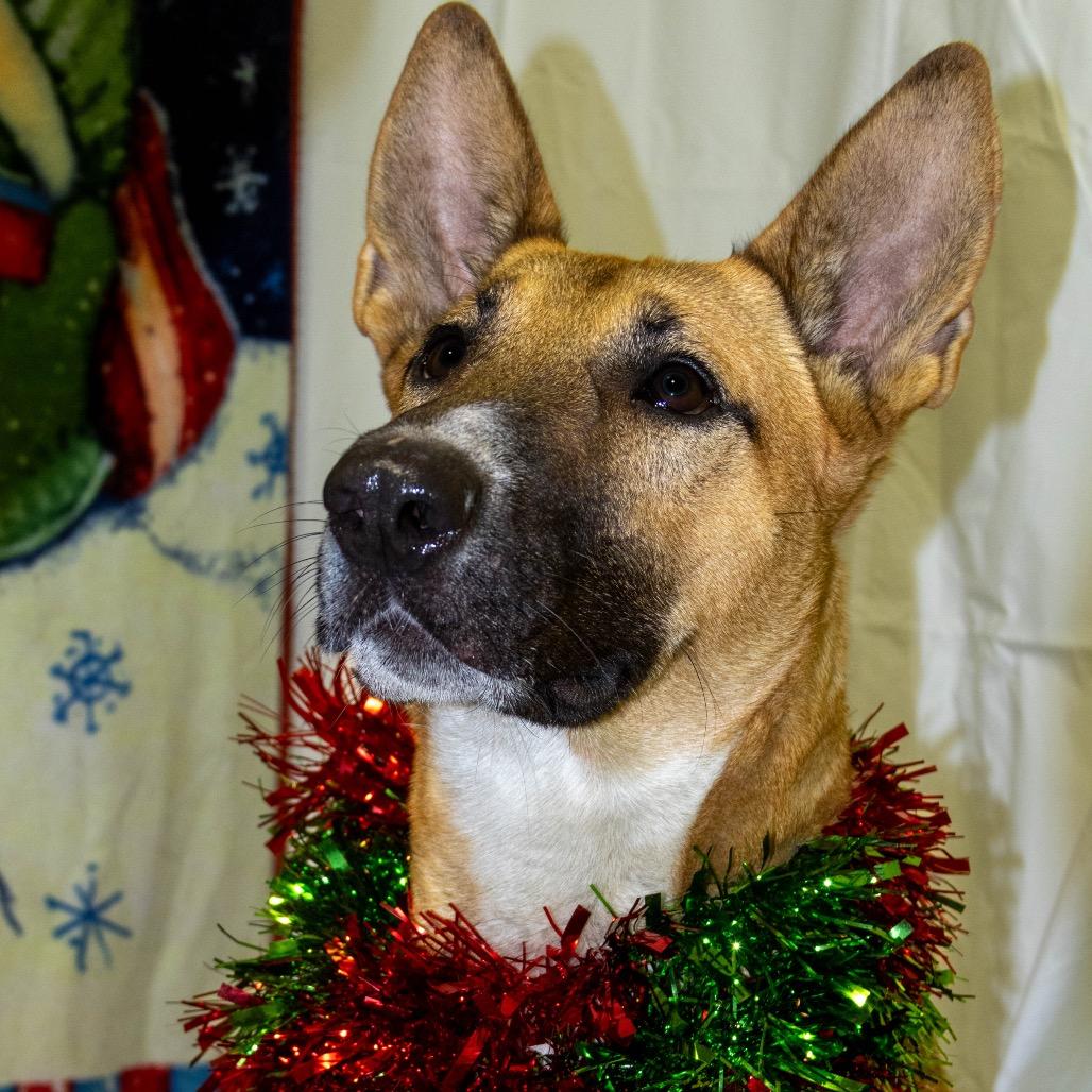 Enlarge Tippy *A very generous person has sponsored half of my adoption fee!*, a Adoptable Mixed Breed in Wappingers Falls, NY image 2/5