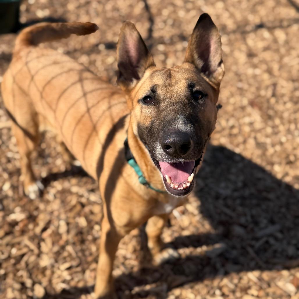 Enlarge Tippy *A very generous person has sponsored half of my adoption fee!*, a Adoptable Mixed Breed in Wappingers Falls, NY image 3/5