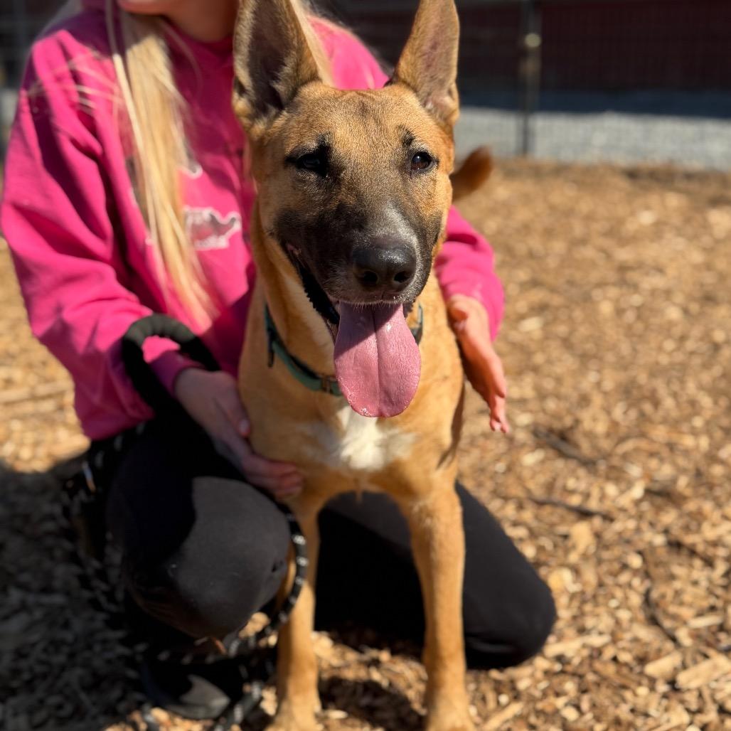 Enlarge Tippy *A very generous person has sponsored half of my adoption fee!*, a Adoptable Mixed Breed in Wappingers Falls, NY image 4/5