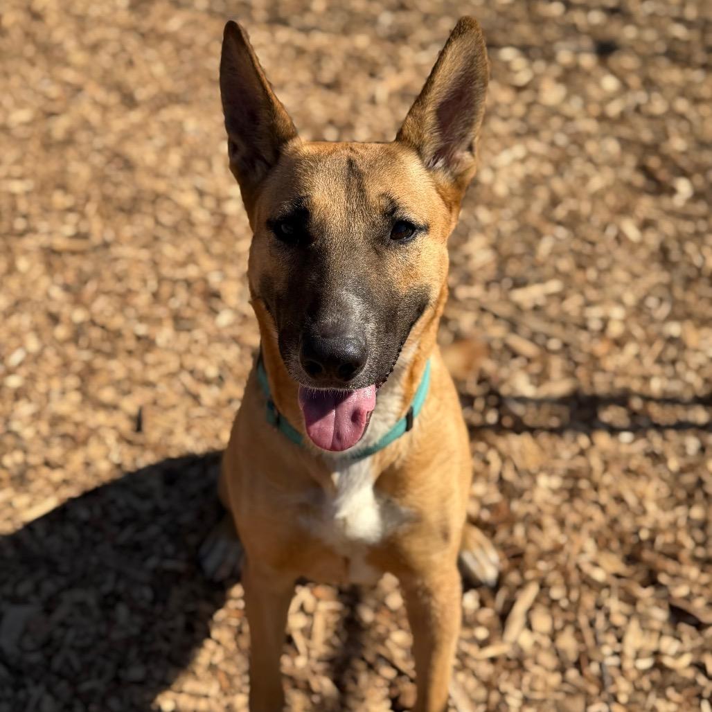 Enlarge Tippy *A very generous person has sponsored half of my adoption fee!*, a Adoptable Mixed Breed in Wappingers Falls, NY image 5/5