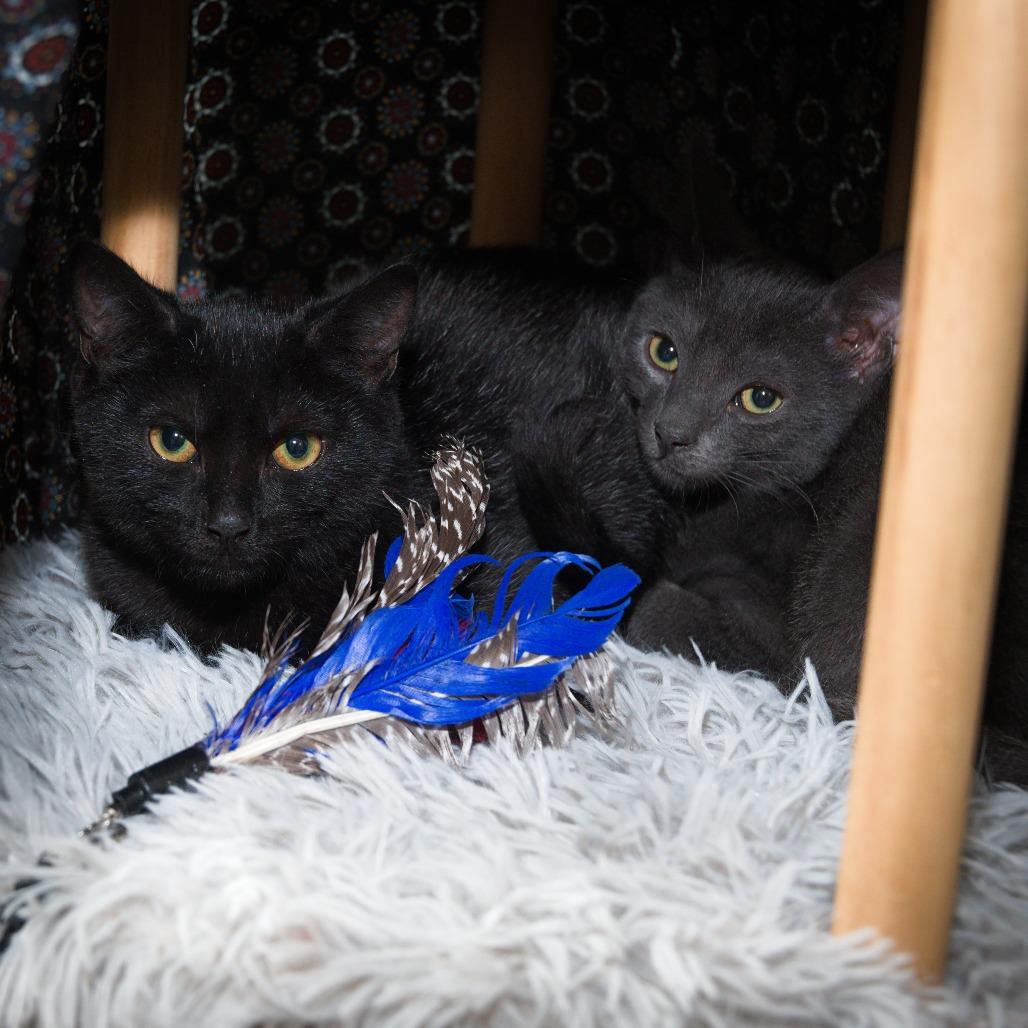 Enlarge Erie, a Adoptable Domestic Short Hair in Natick, MA image 1/4