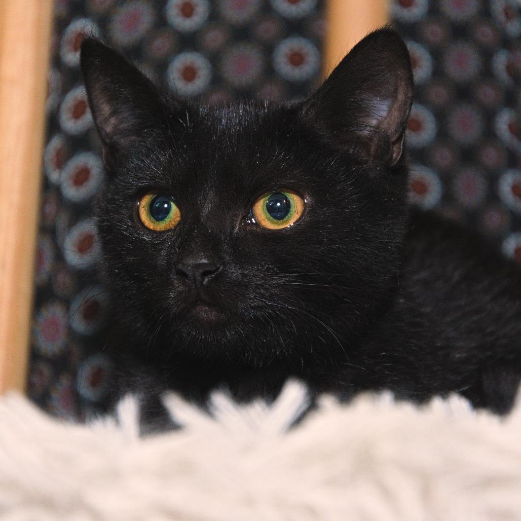 Enlarge Erie, a Adoptable Domestic Short Hair in Natick, MA image 2/4