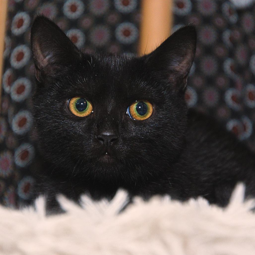 Enlarge Erie, a Adoptable Domestic Short Hair in Natick, MA image 3/4