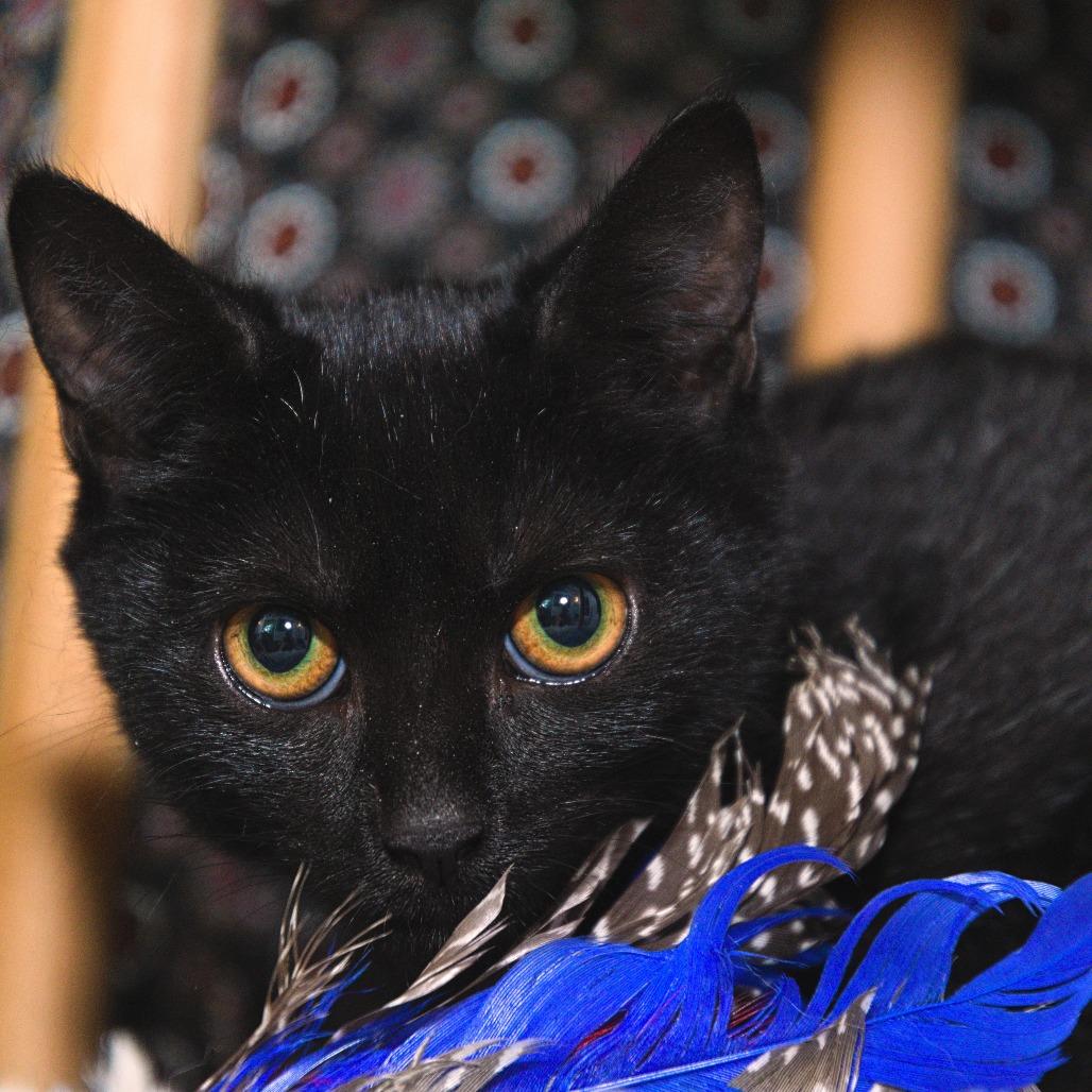 Enlarge Erie, a Adoptable Domestic Short Hair in Natick, MA image 4/4