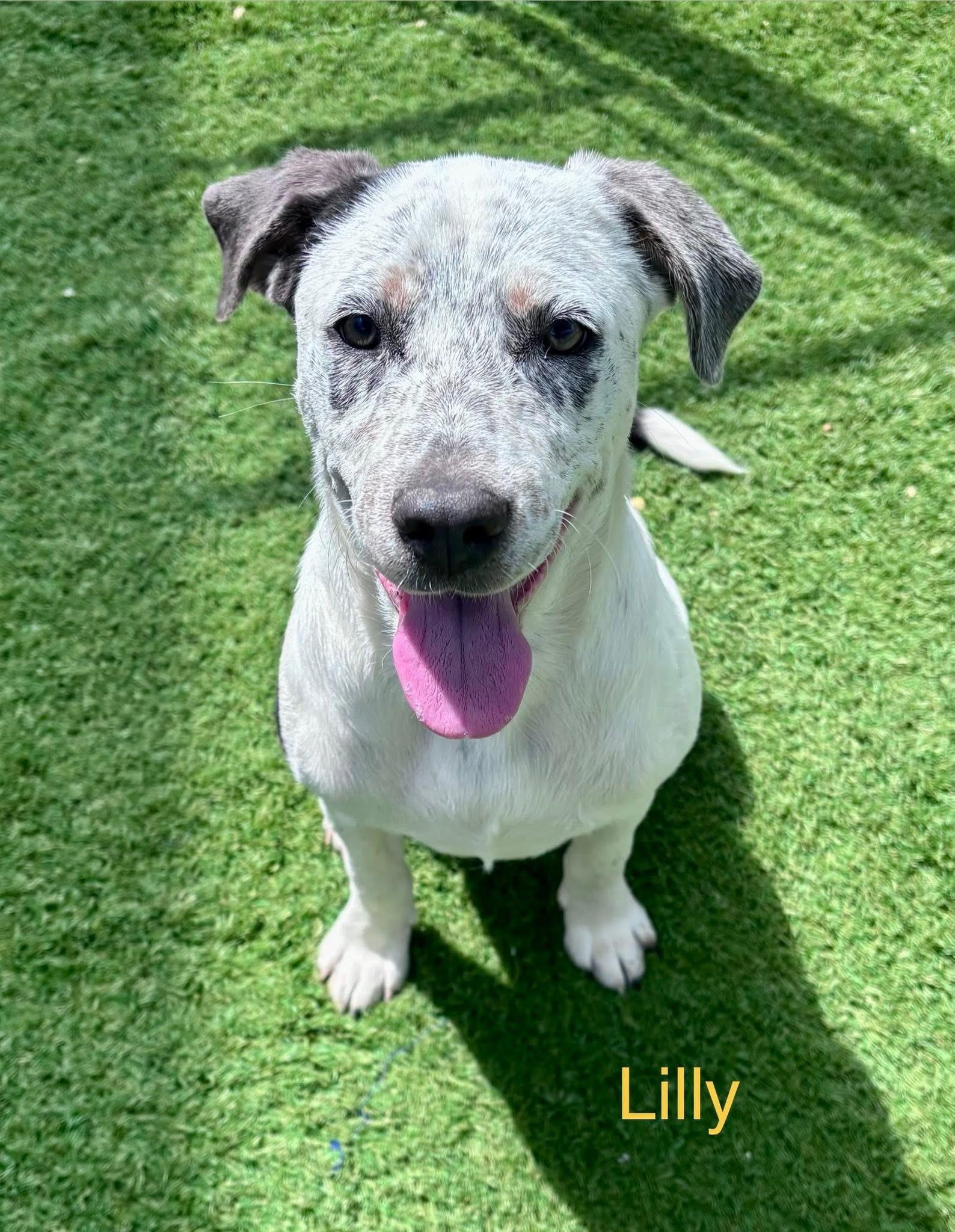 Enlarge Lilly, a ADOPTABLE mixed breed in South Amboy, NJ image 1/1