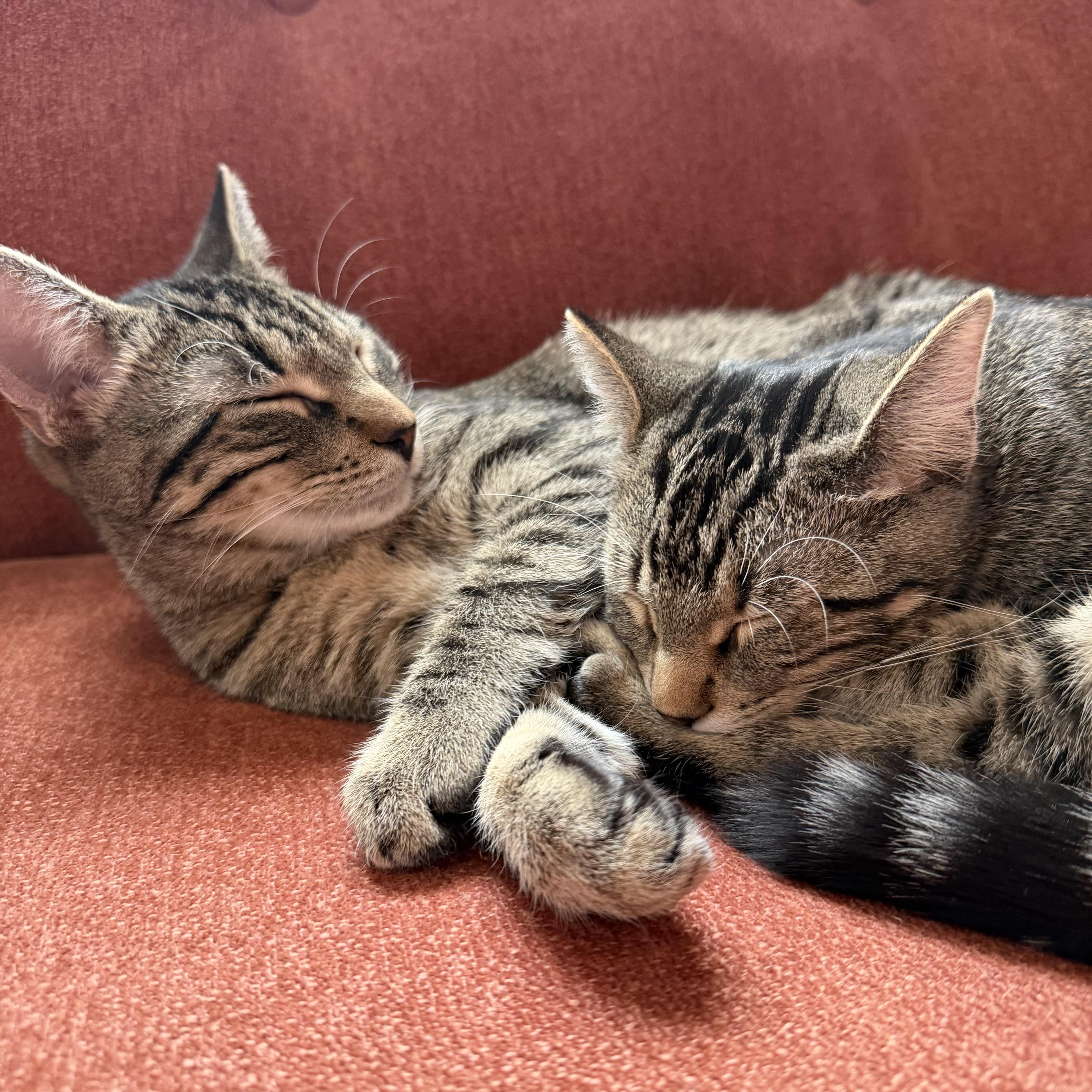 Enlarge Monstropolis, a Adoptable Domestic Short Hair in Bethel , CT image 3/5