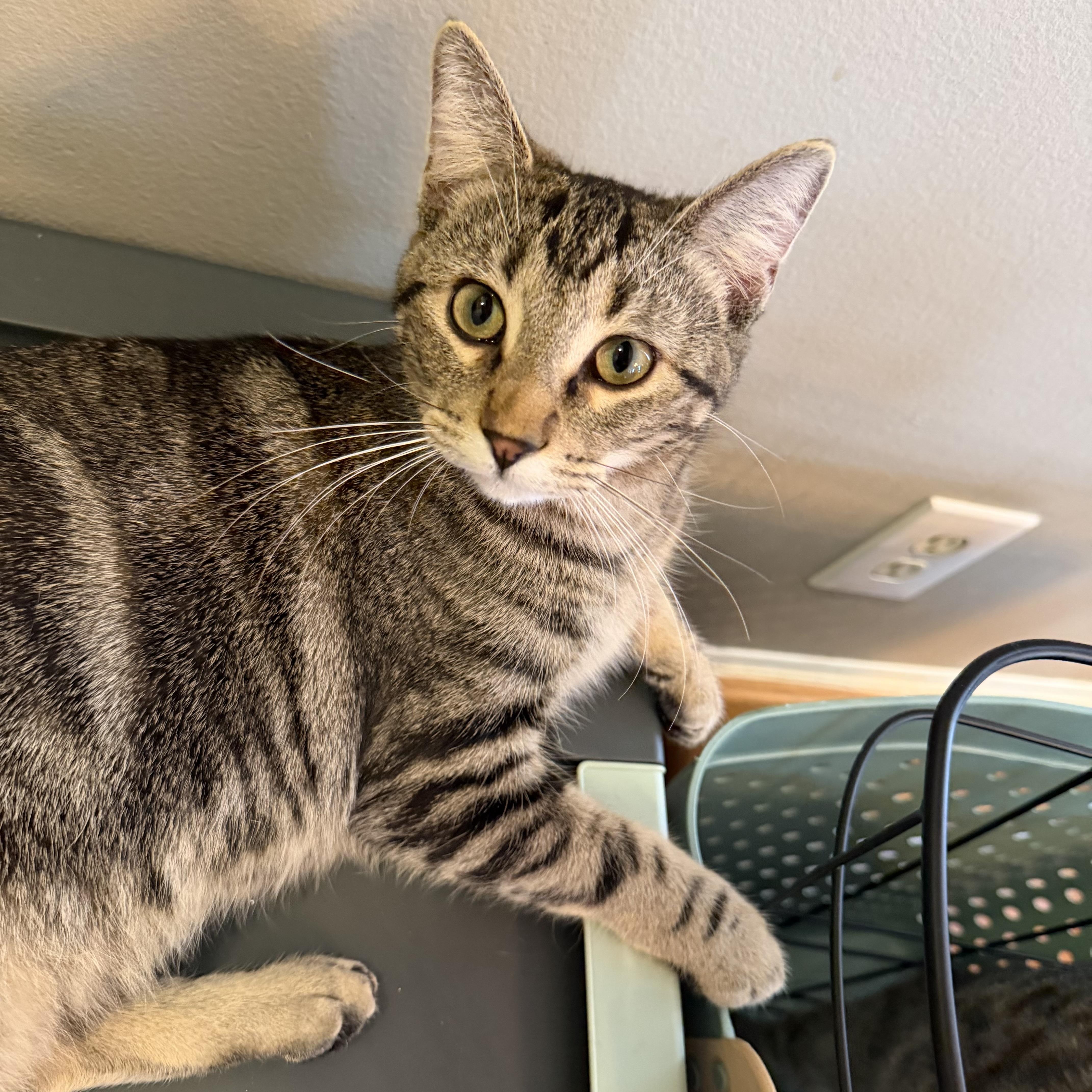 Enlarge Monstropolis, a Adoptable Domestic Short Hair in Bethel , CT image 2/5