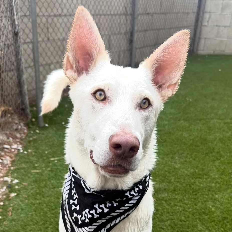 Enlarge Yoki, a Adoptable mixed breed in Whittier, CA image 1/3