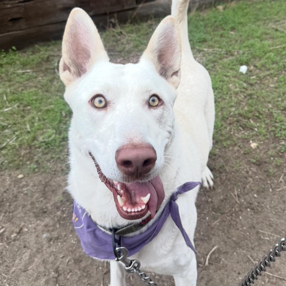 Enlarge Yoki, a Adoptable mixed breed in Whittier, CA image 3/3