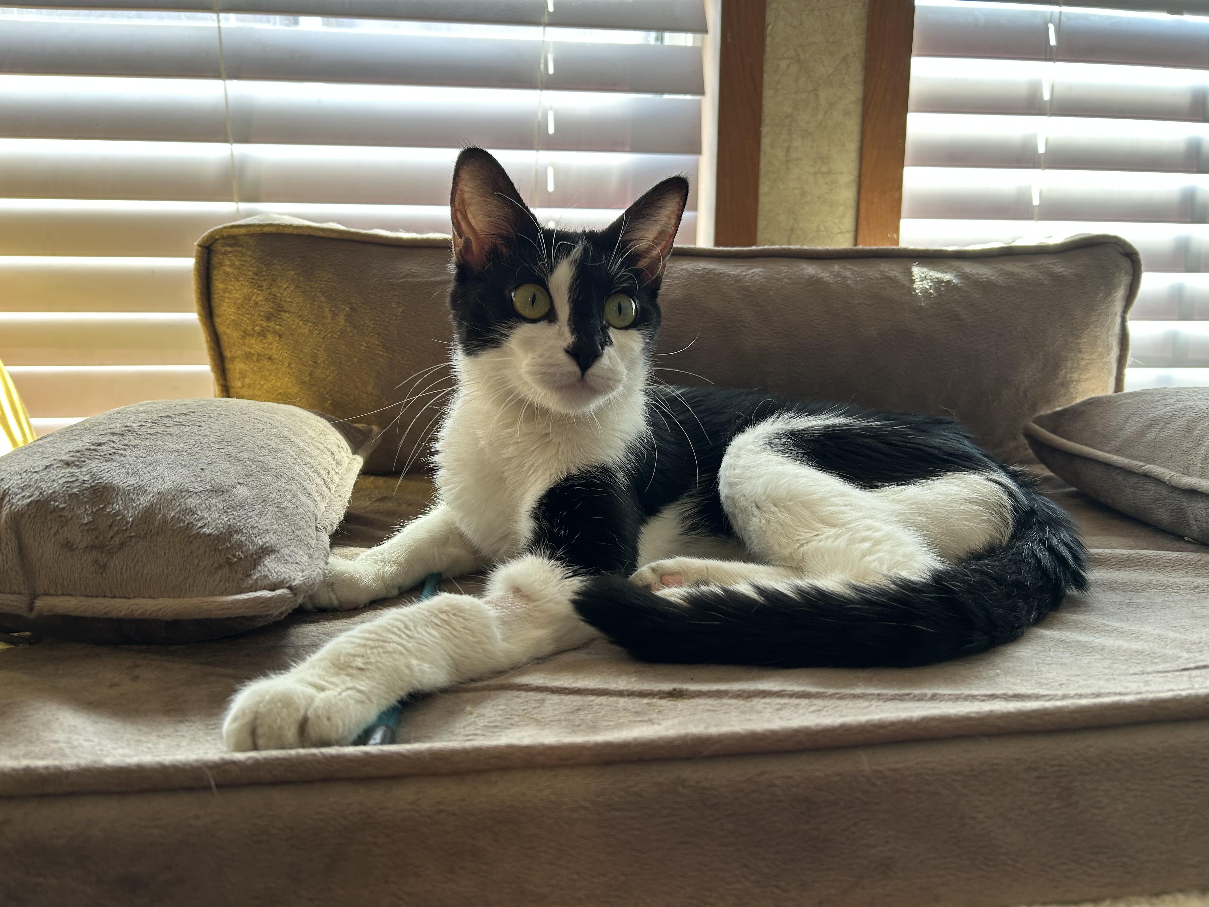 Empress Padme, an adopted Domestic Short Hair in La Salle, IL image 2/2