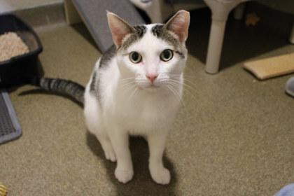 Preston, a Adoptable mixed breed in Kansas City, MO image 1/3