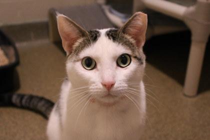 Preston, a Adoptable mixed breed in Kansas City, MO image 2/3