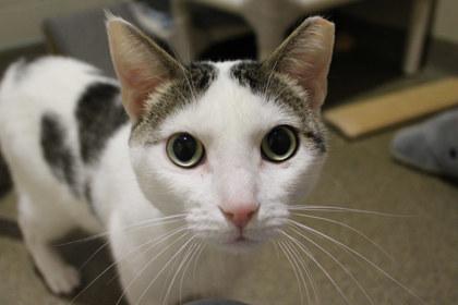 Preston, a Adoptable mixed breed in Kansas City, MO image 3/3