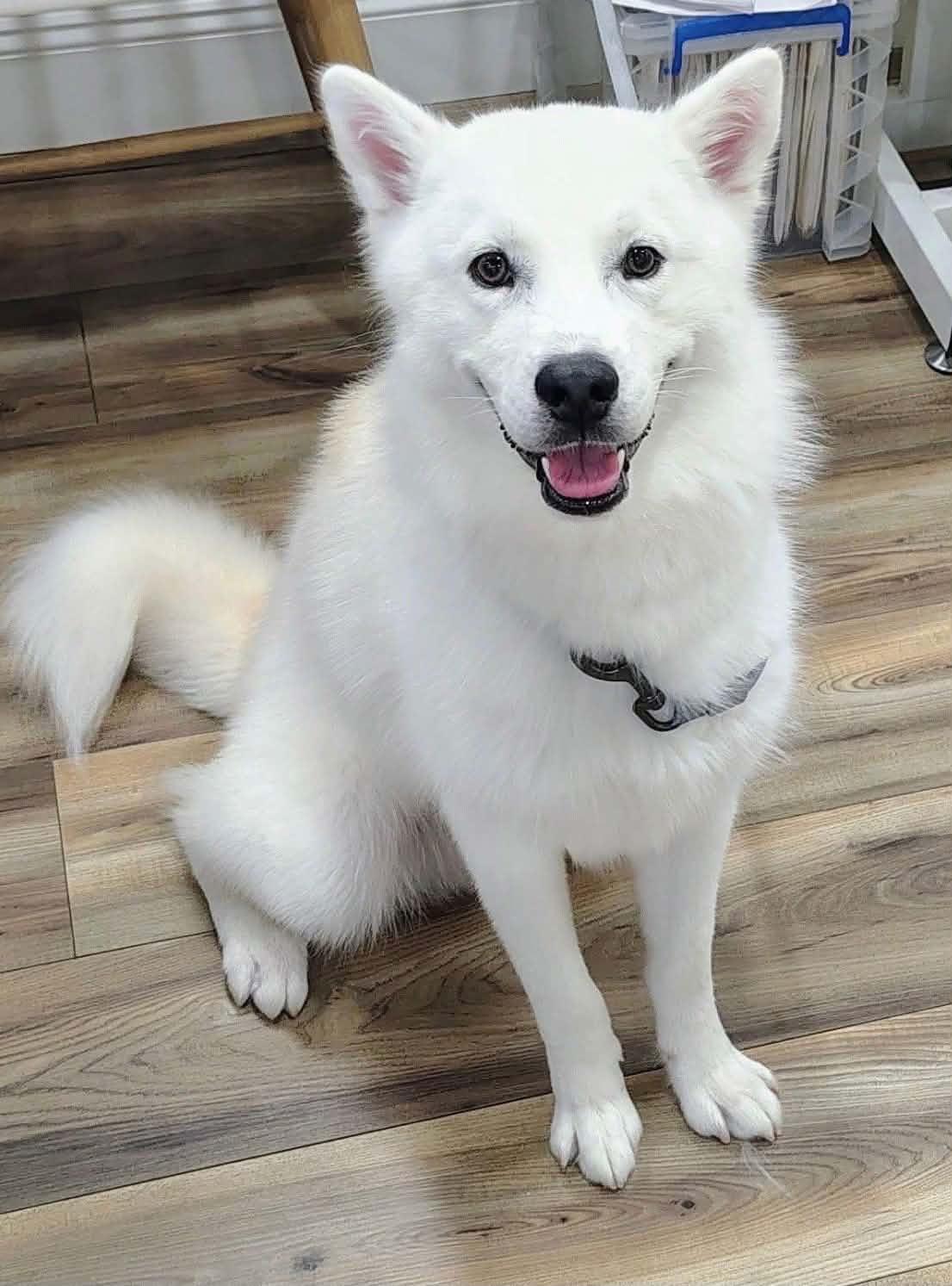 King, an adopted Husky in New Smyrna Beach, FL image 1/2