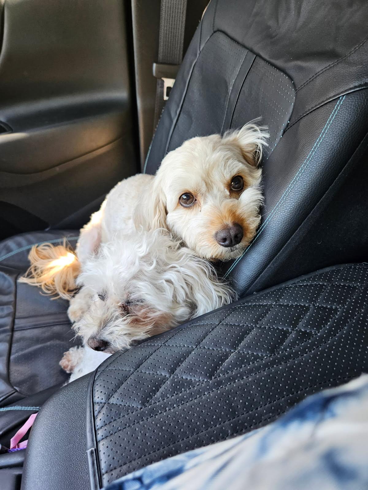 Enlarge Rina, a ADOPTABLE Cavapoo in Candler, NC image 3/3