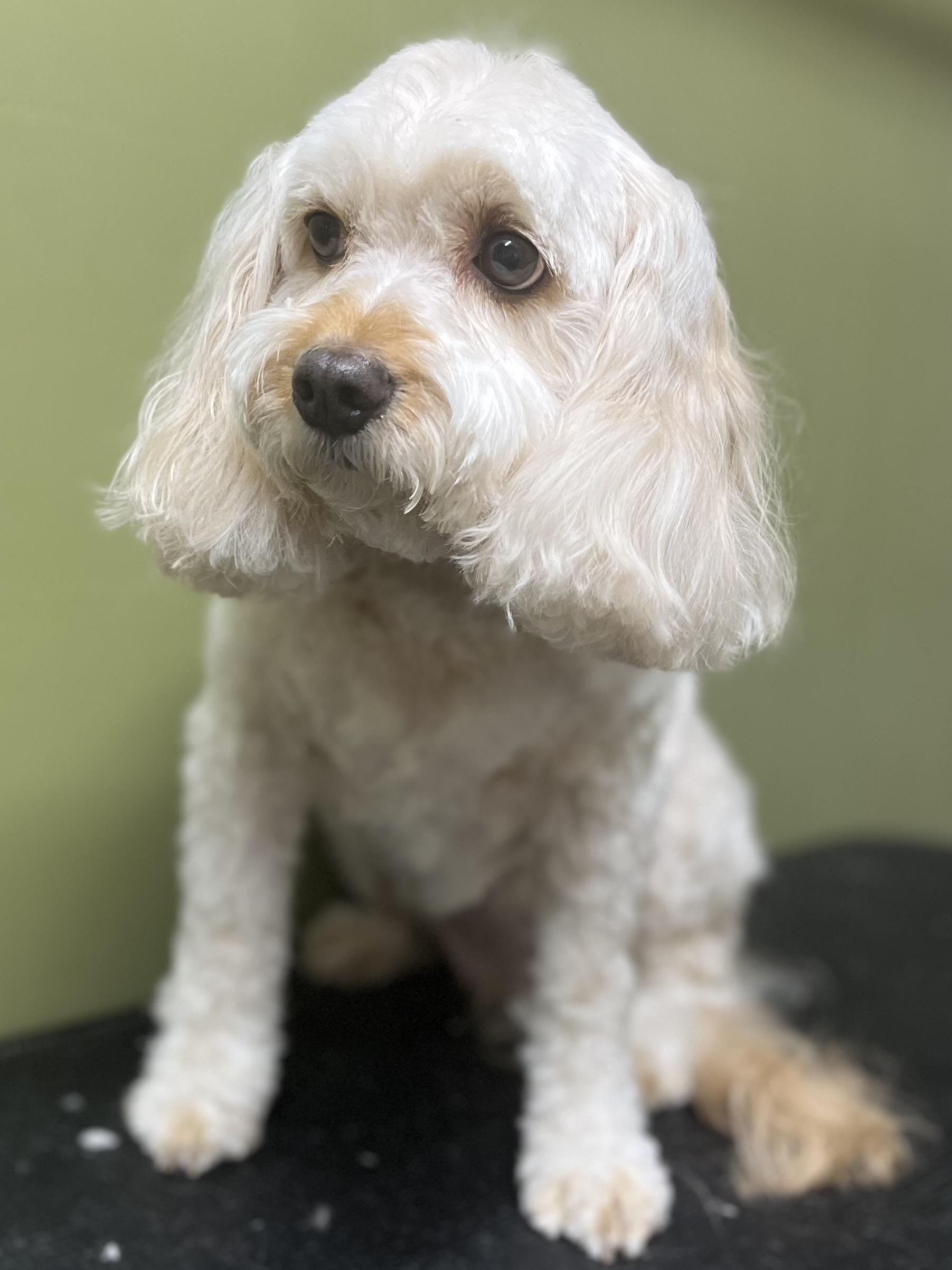 Enlarge Rina, a ADOPTABLE Cavapoo in Candler, NC image 2/3