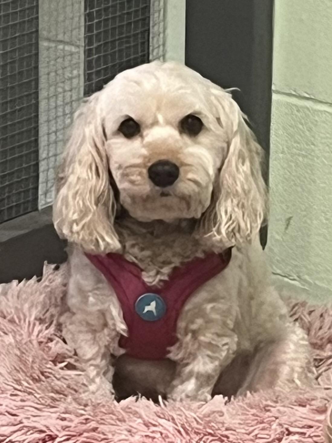 Enlarge Rina, a ADOPTABLE Cavapoo in Candler, NC image 1/3